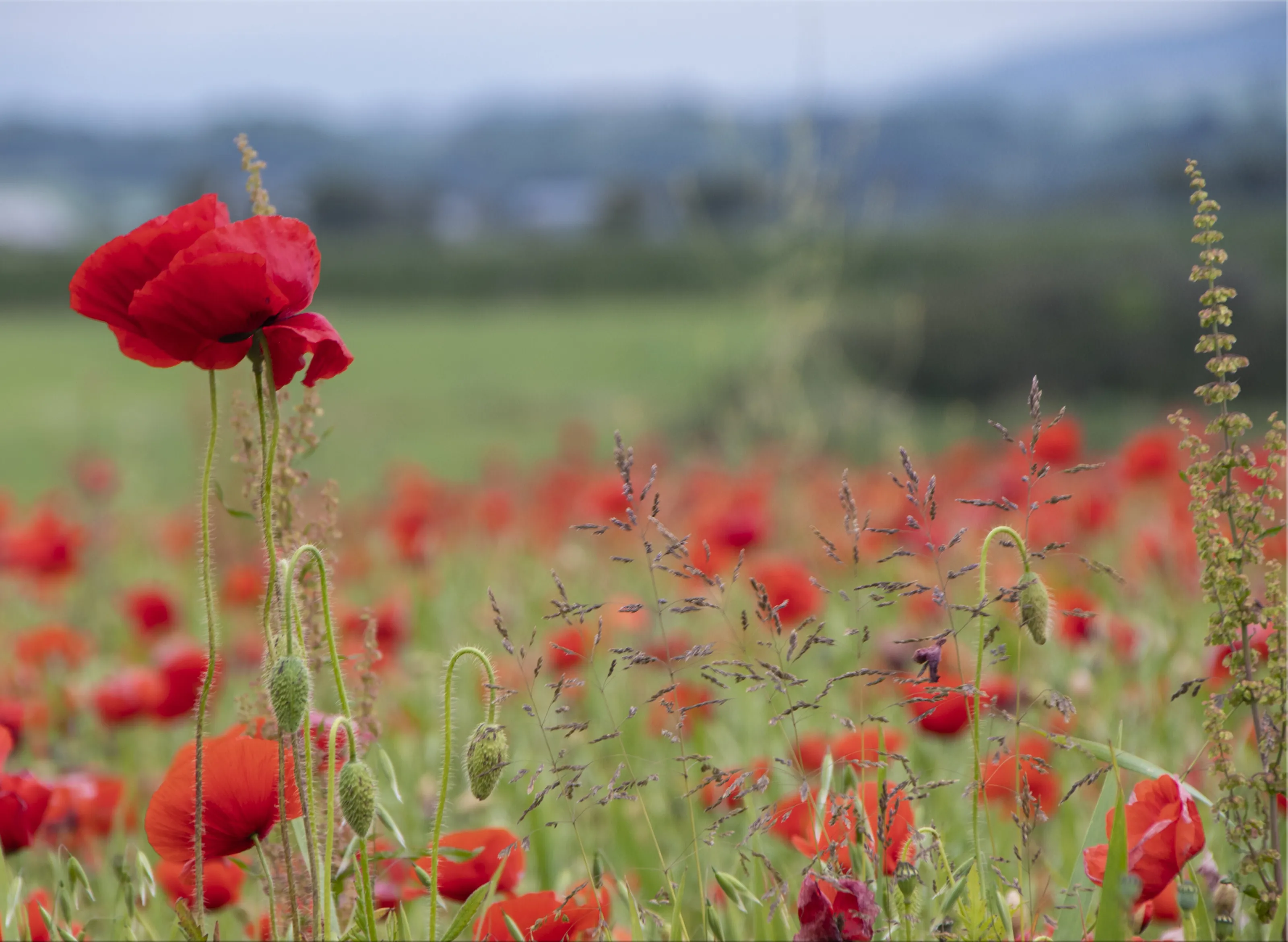 poppy field