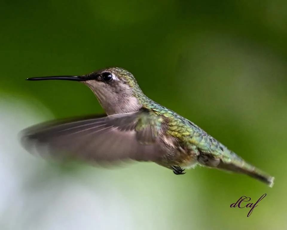 Hummingbird