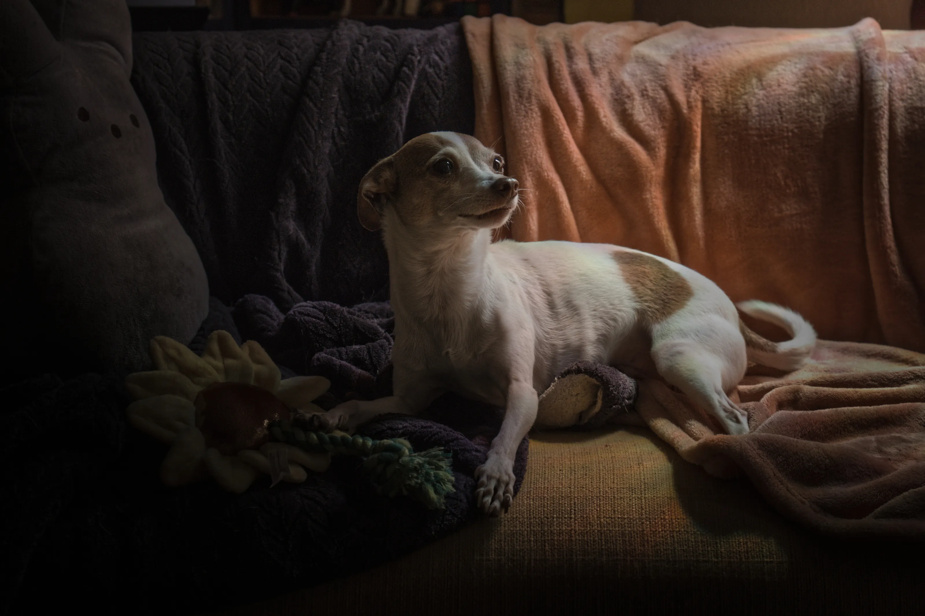 Nacho in the ethereal