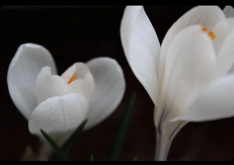 White Lies