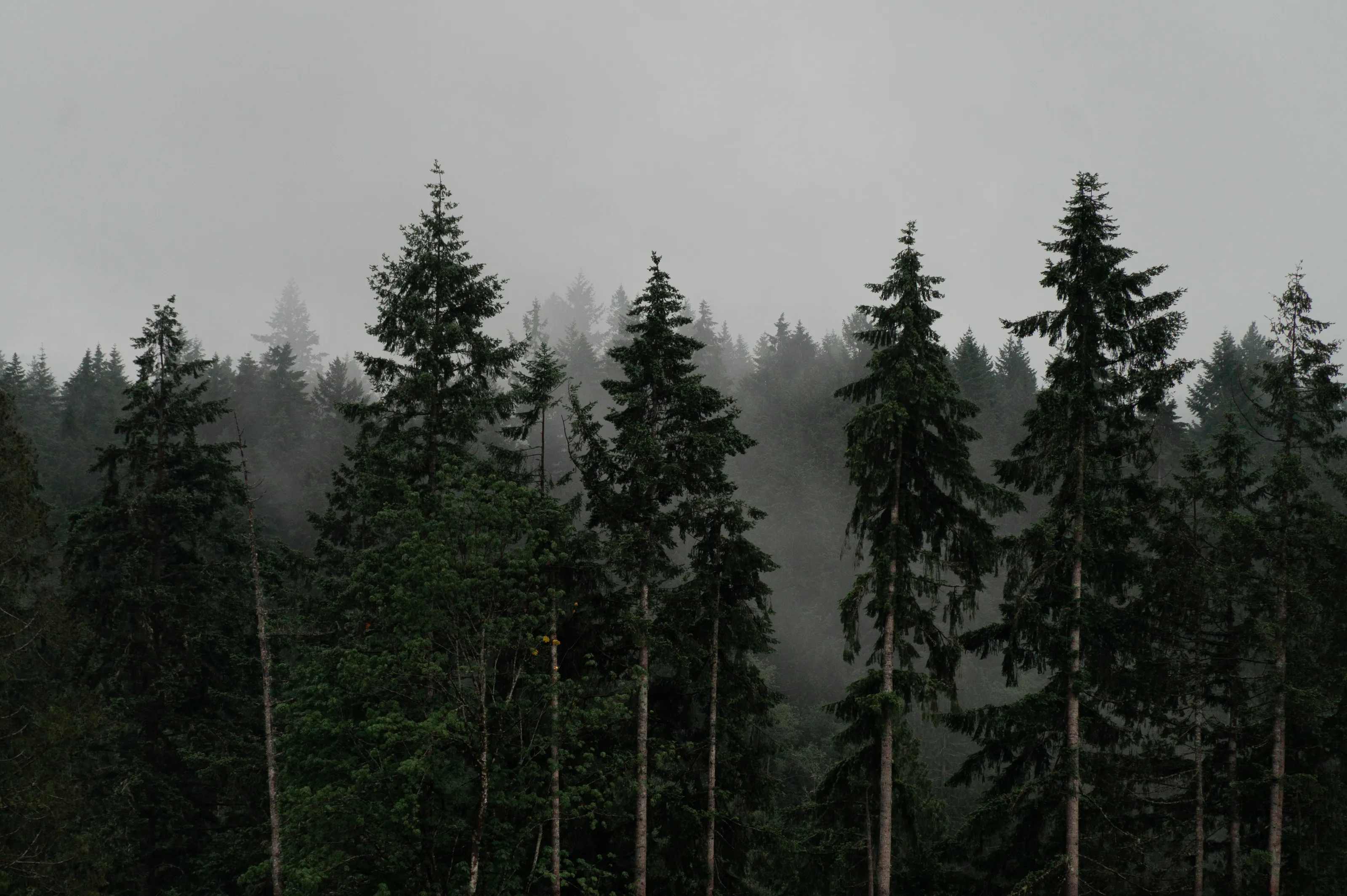 Misty Trees