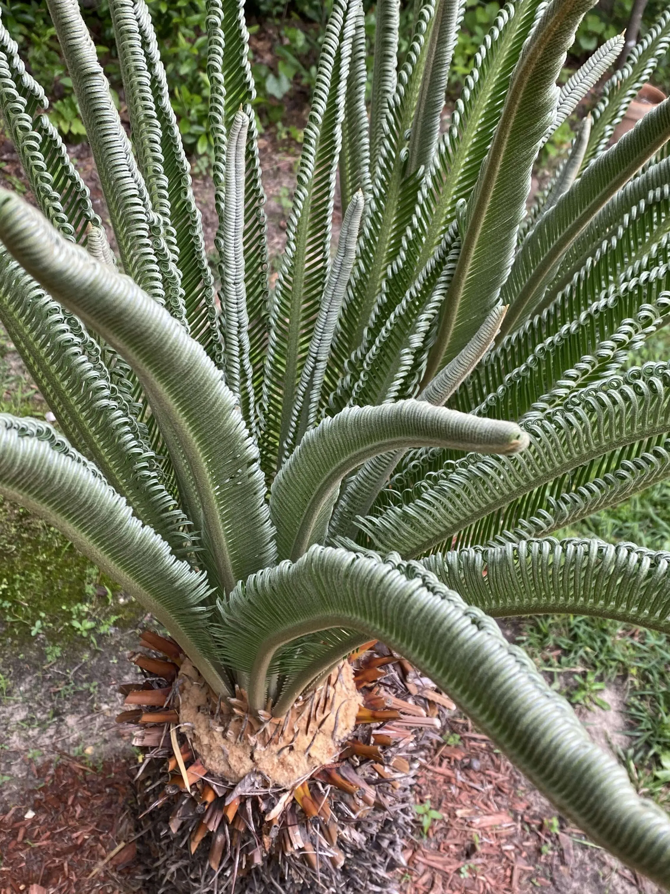 Sago palm