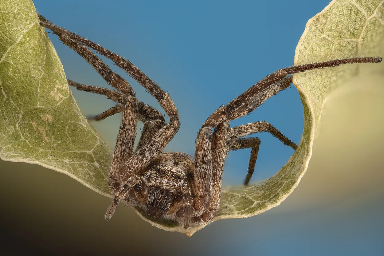 Spider on a Leaf
