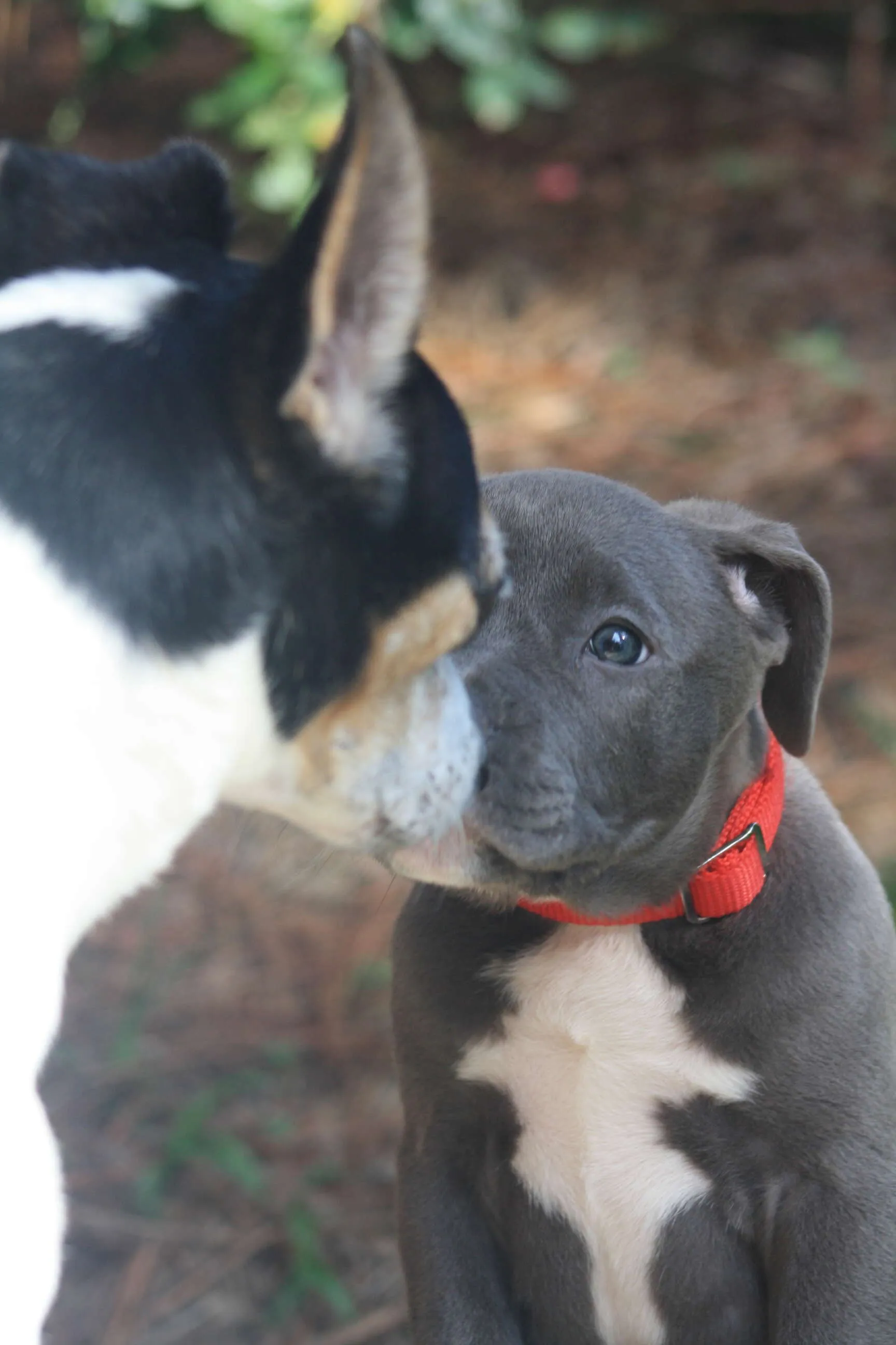 A dog and A Pup Meets
