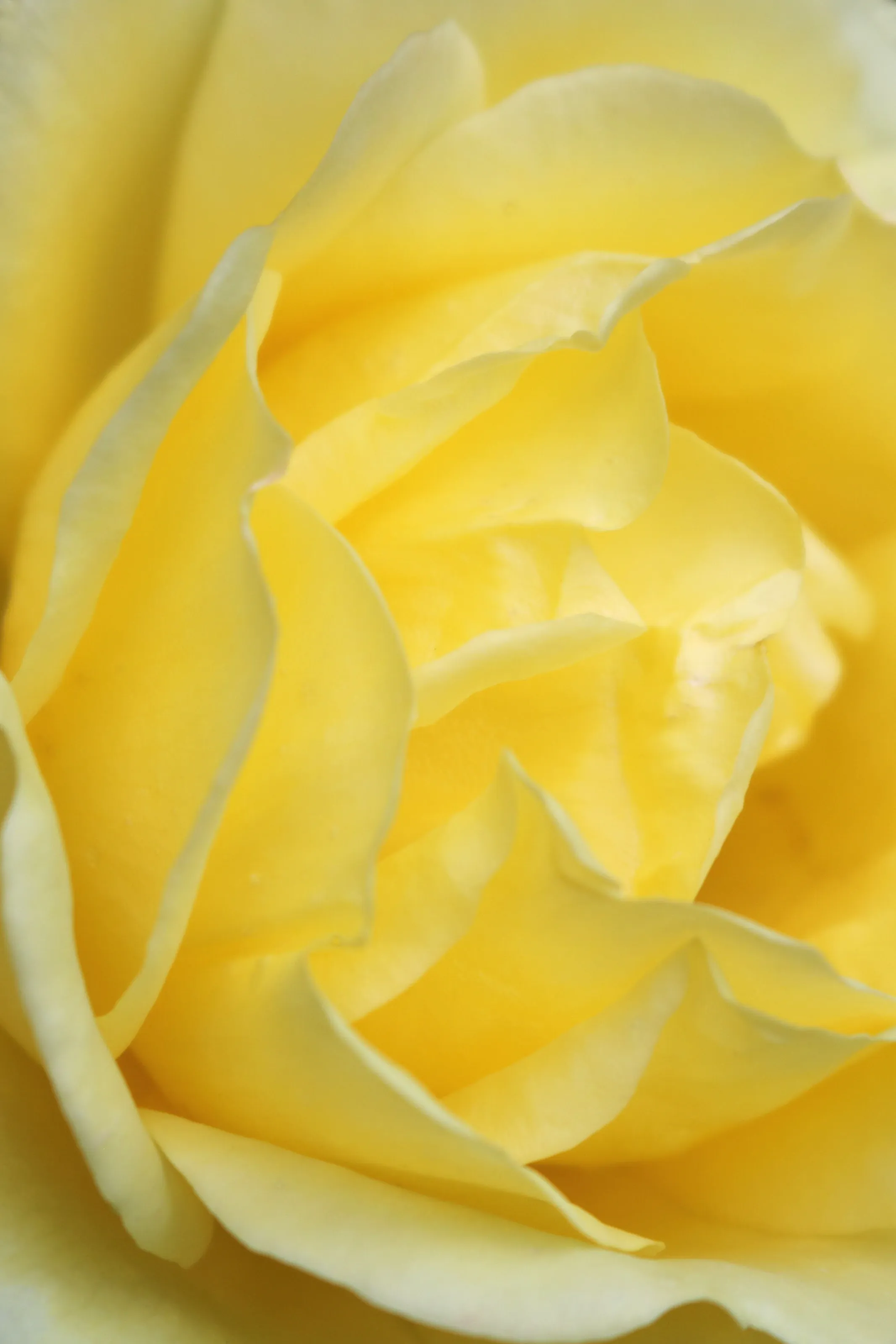 Yellow Rose