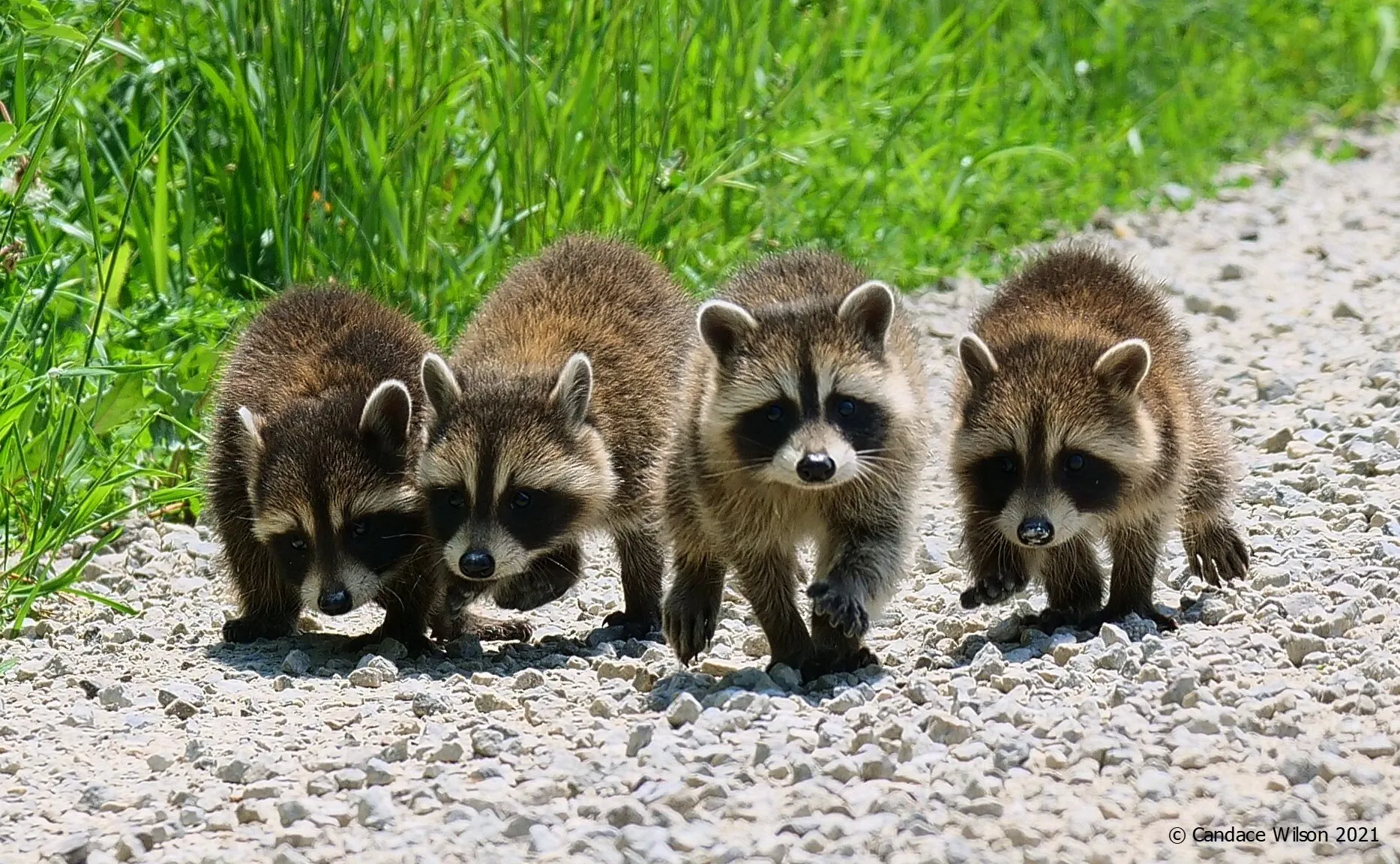 4 little lost raccoons