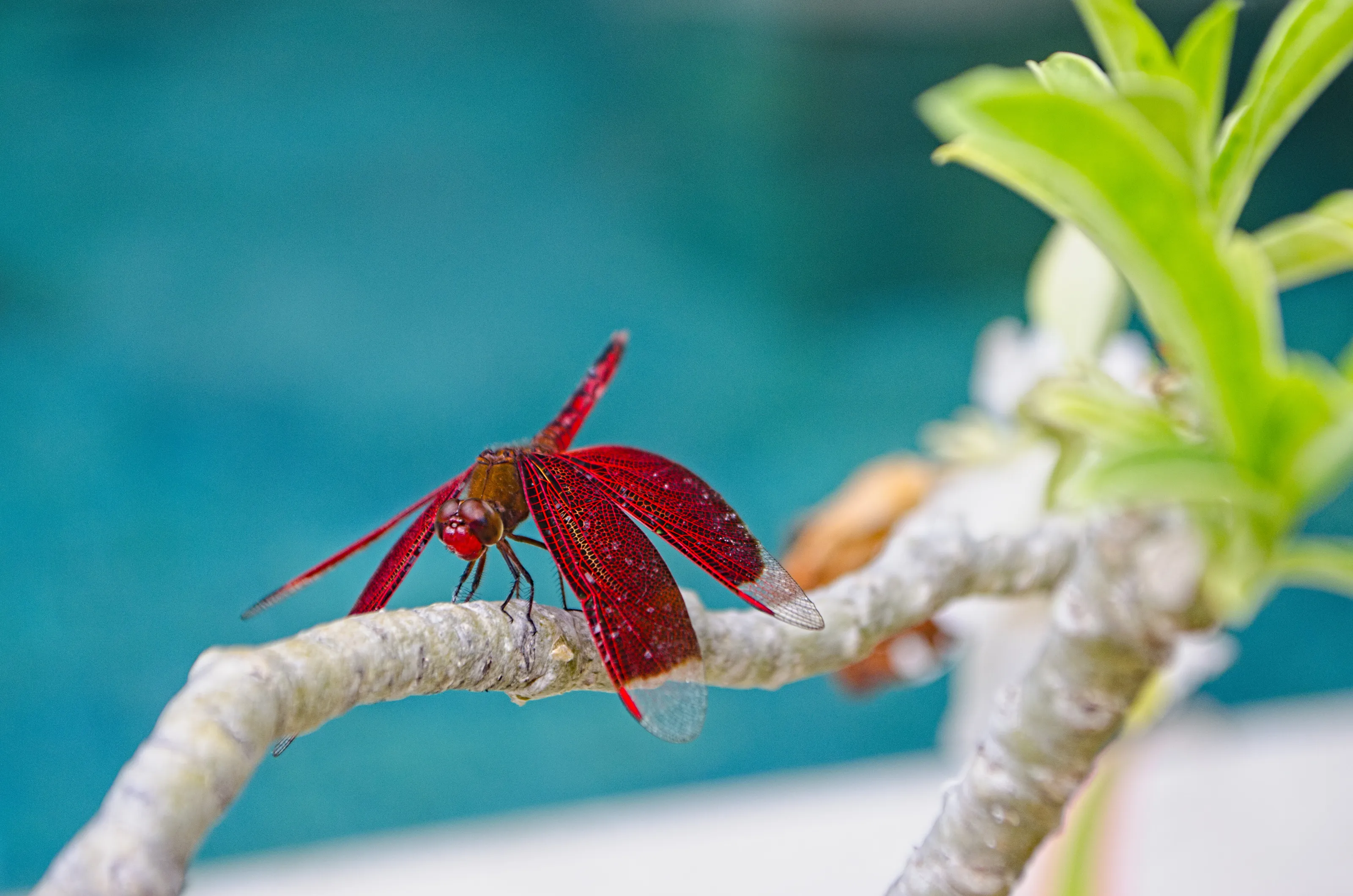 Indonesian Red-Winged Dragonfly or Neurothemis terminata
