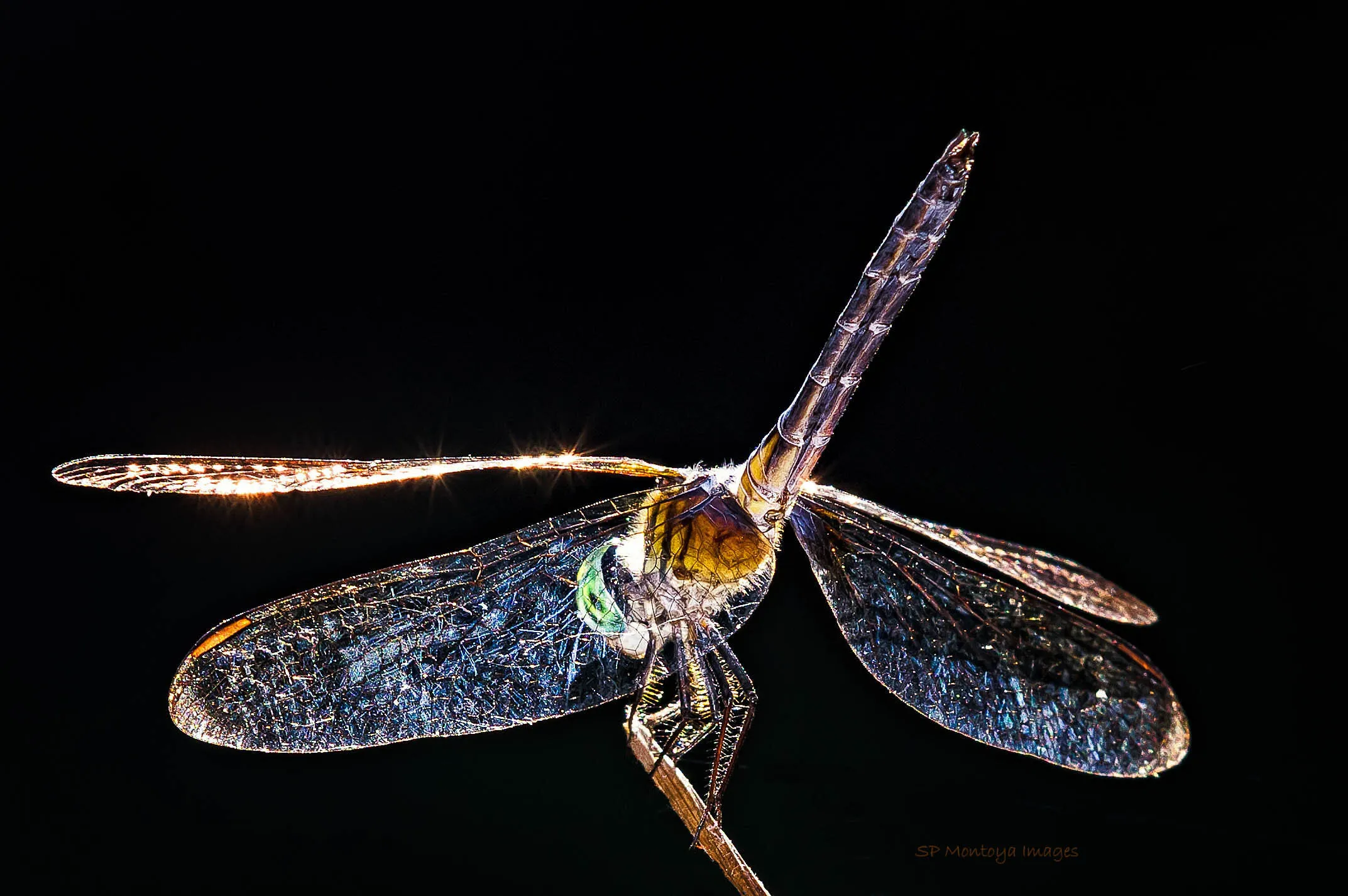 Flash Dragonfly
