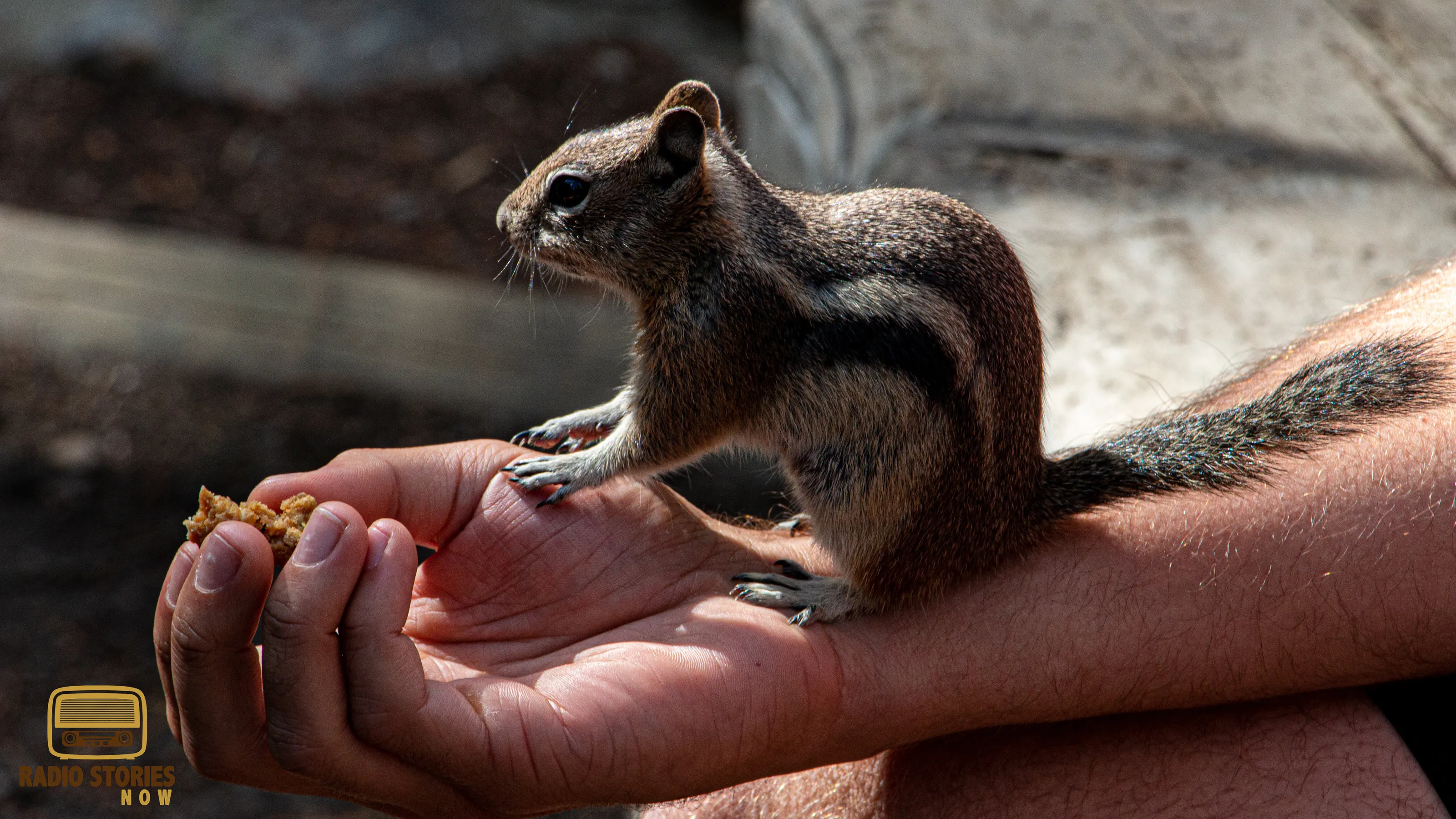 Chipmunks and Cliff Bars