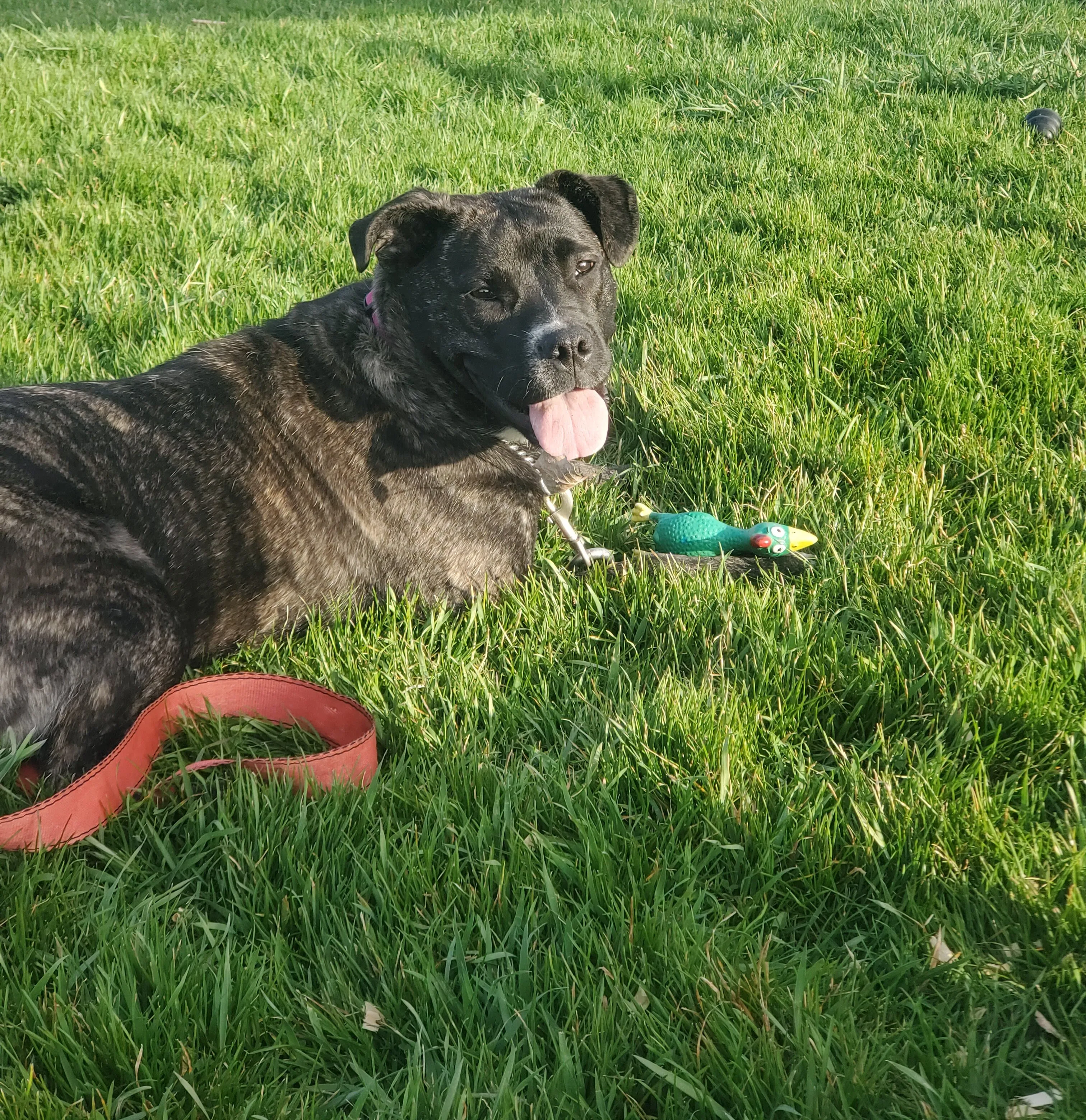 Nala