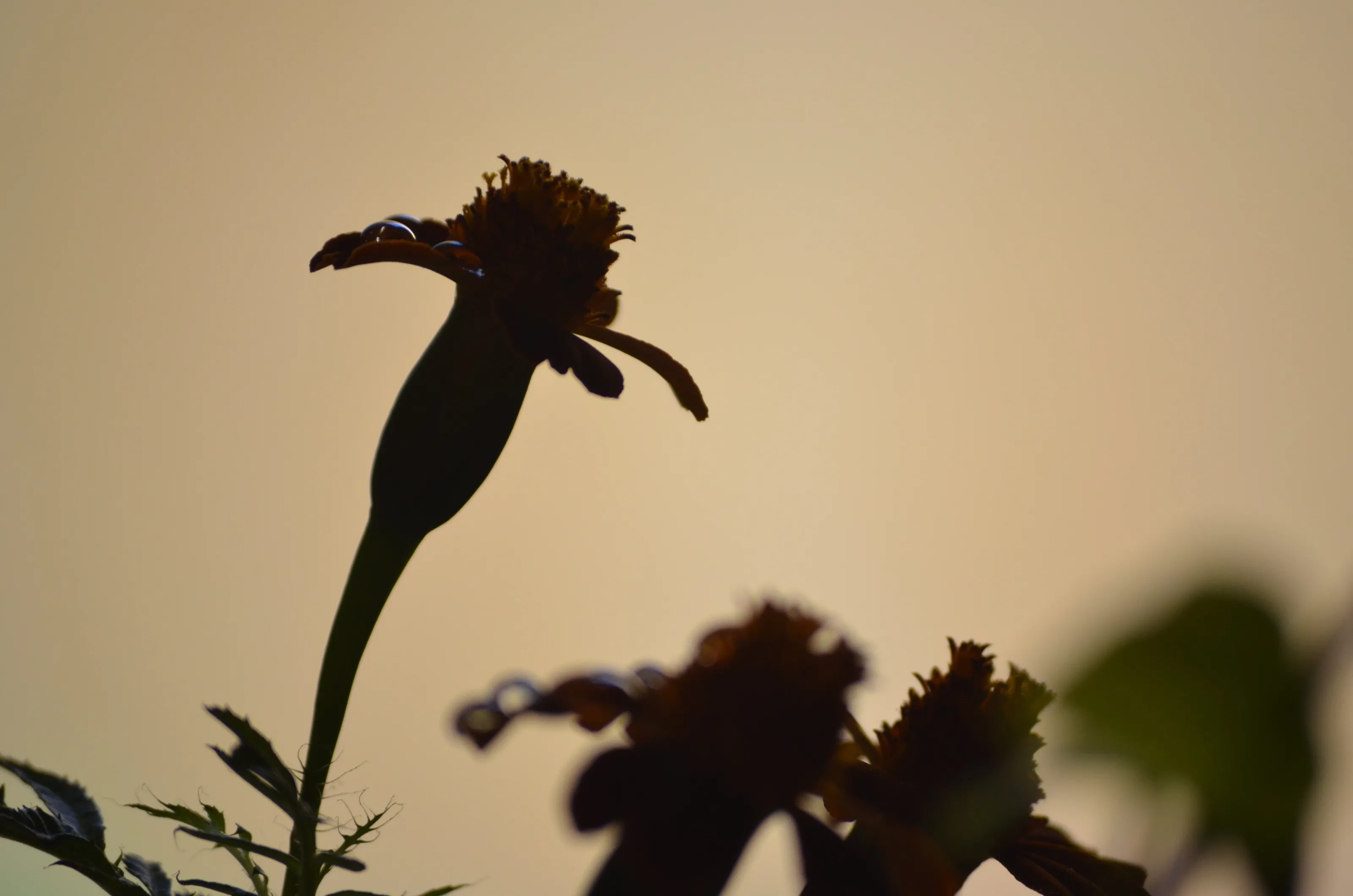 Flower power