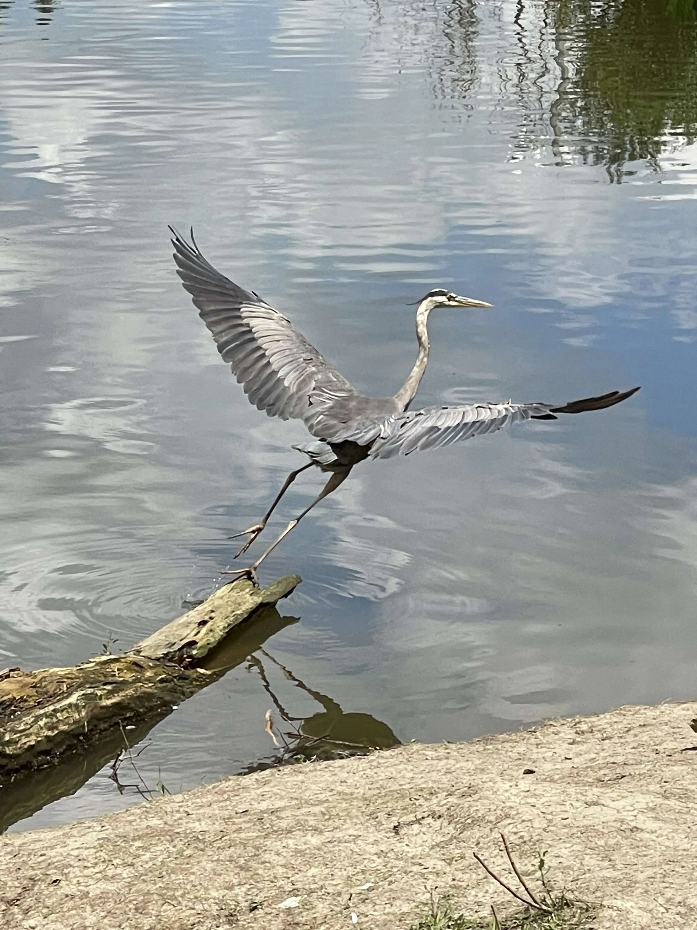 Magical Bird