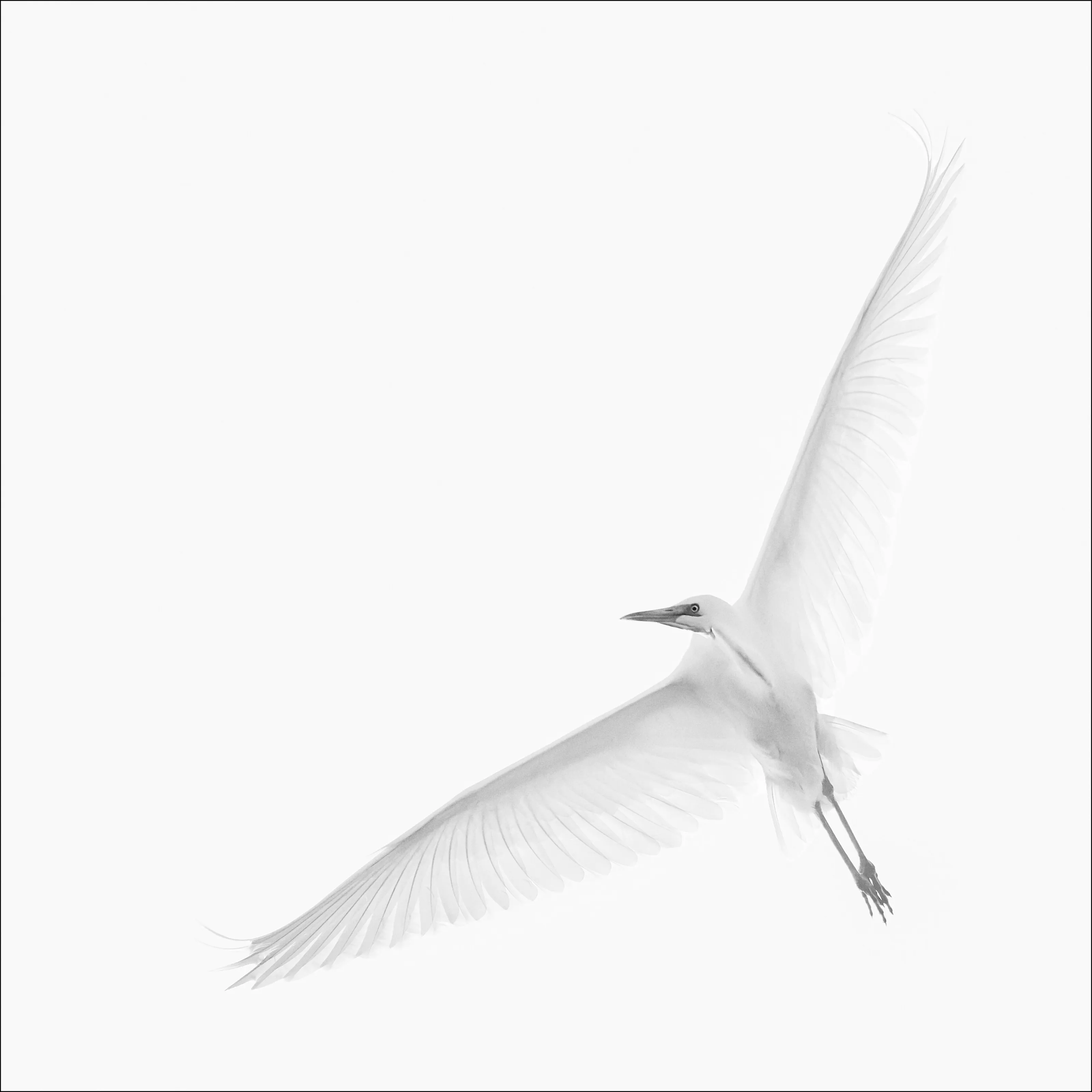 Great White Egret at RSPB Ham Wall, Somerset