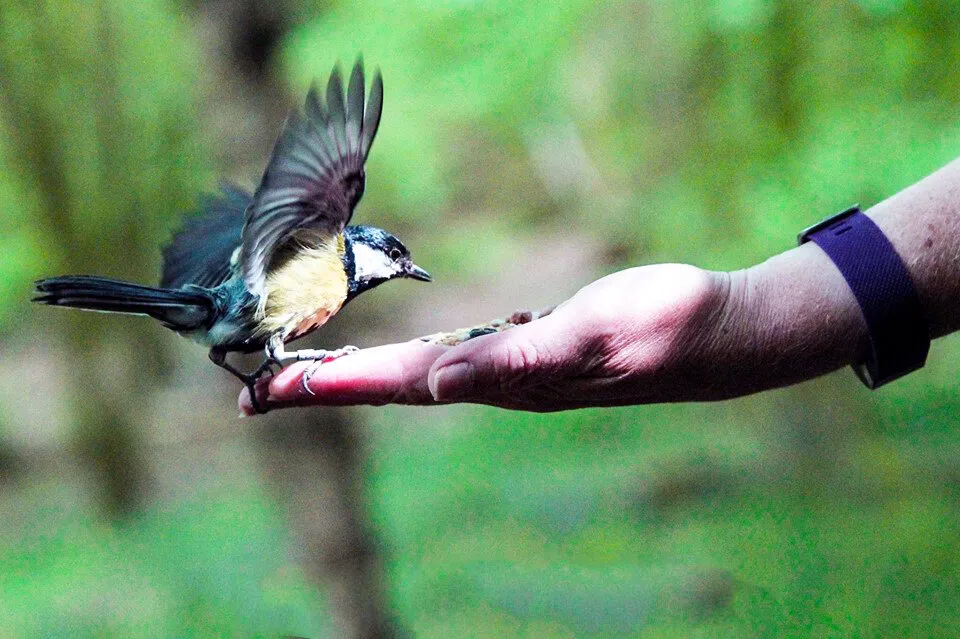 Bird in a Hand