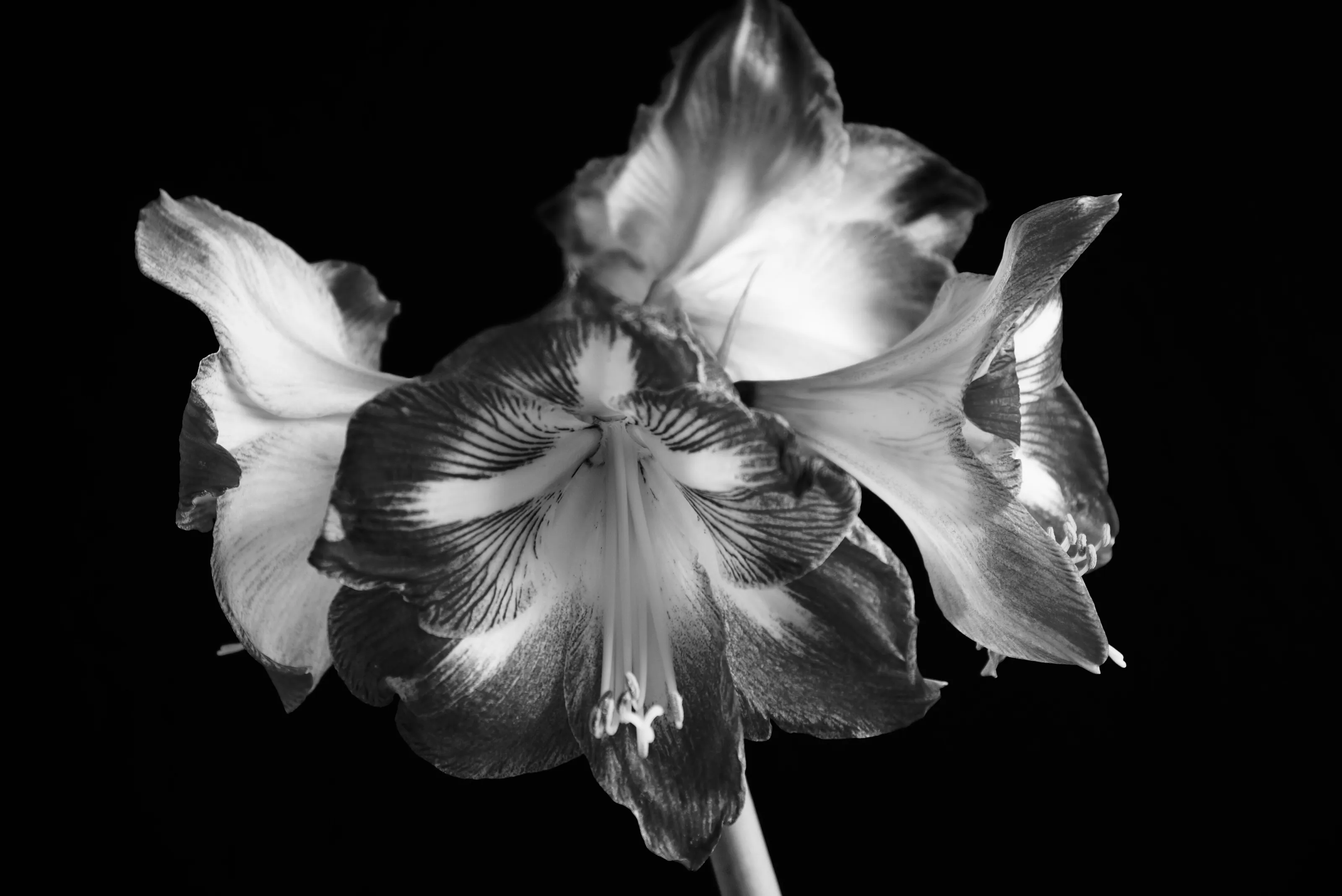 4 headed amaryllis