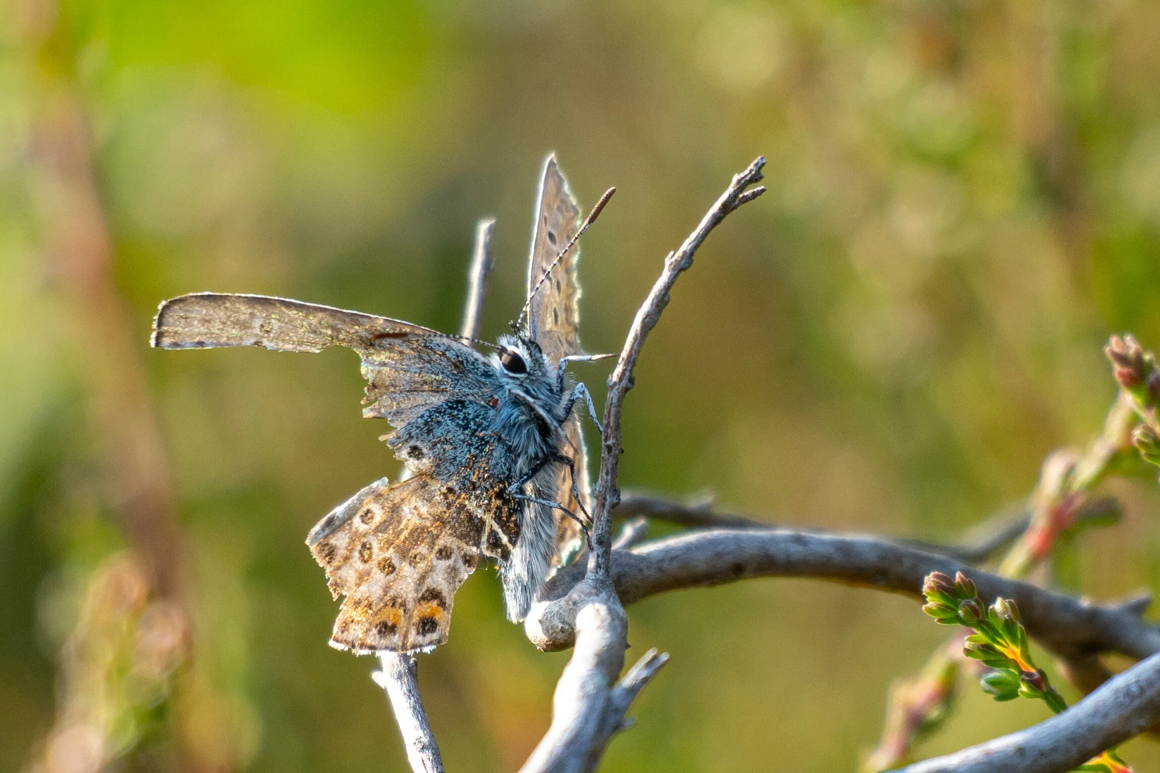 Lonely butterfly with a tattered wing