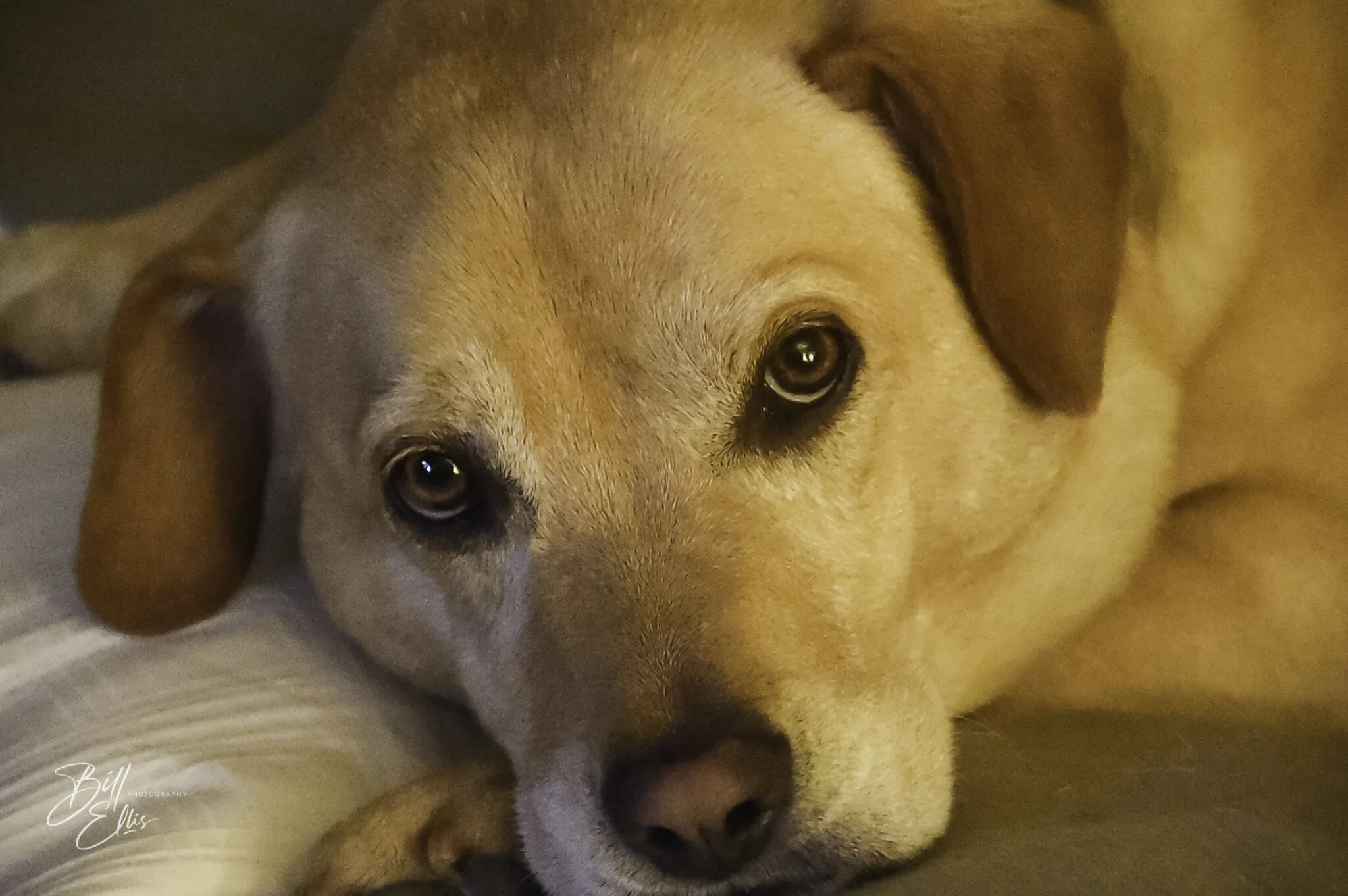 Gracie