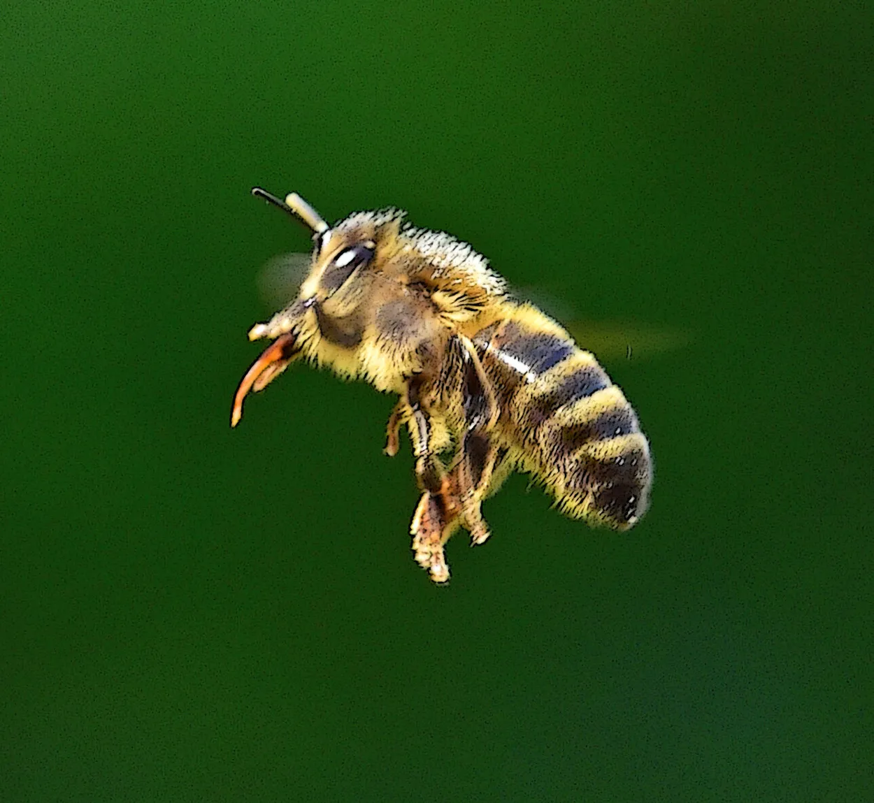 Entry 12034363