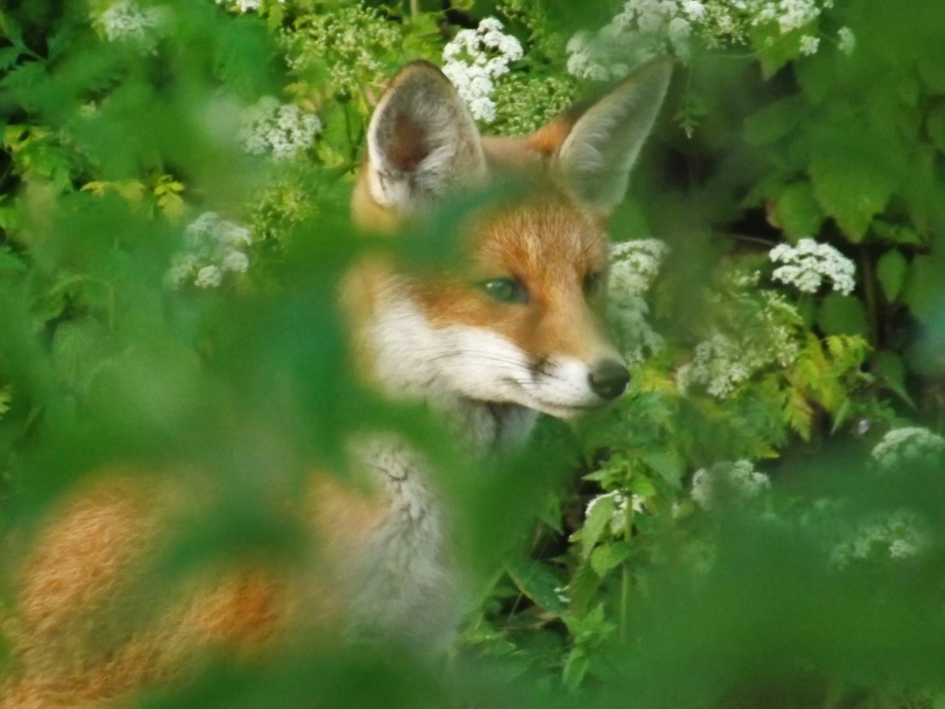 I Can See You