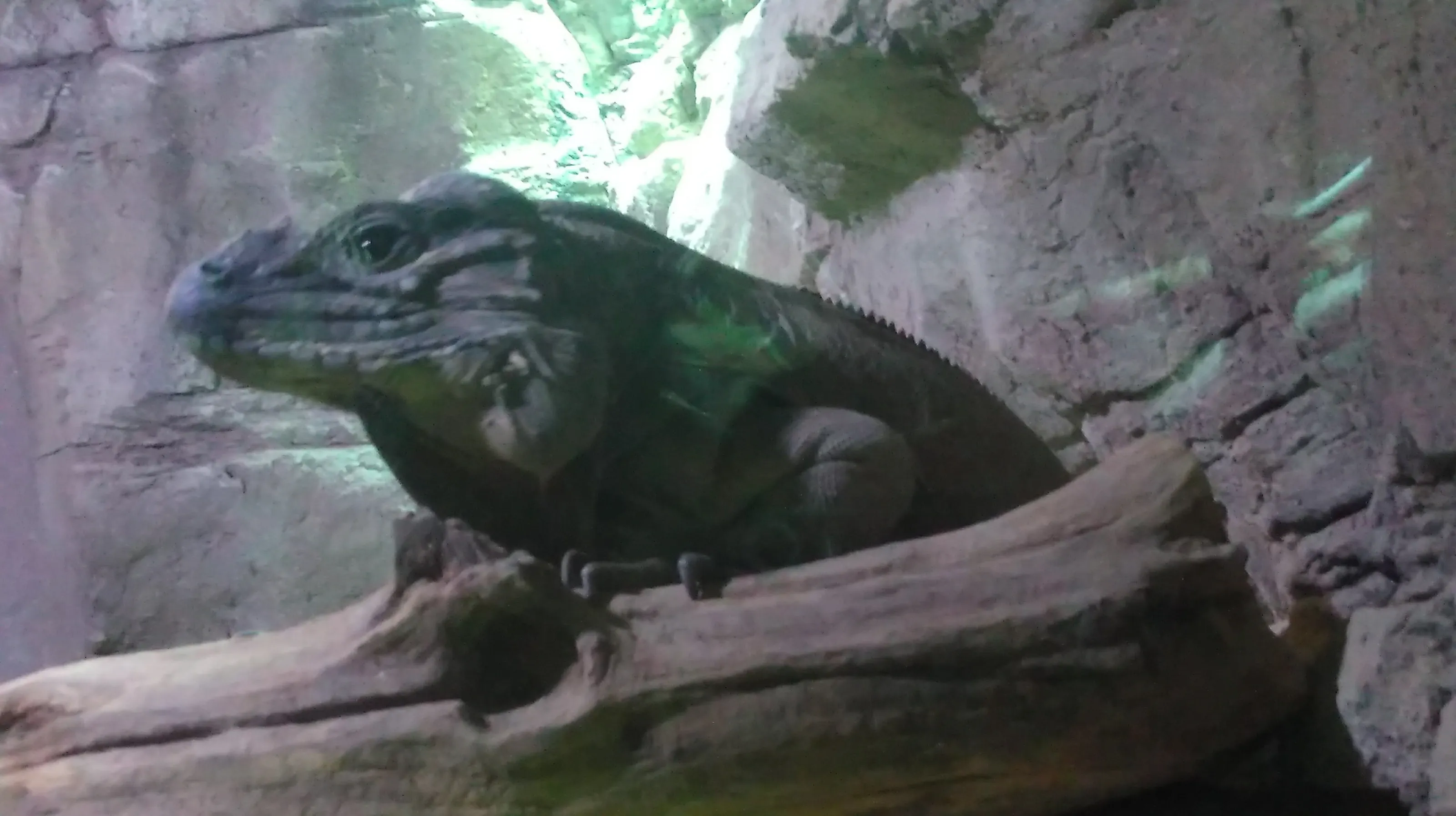 Iguana posing