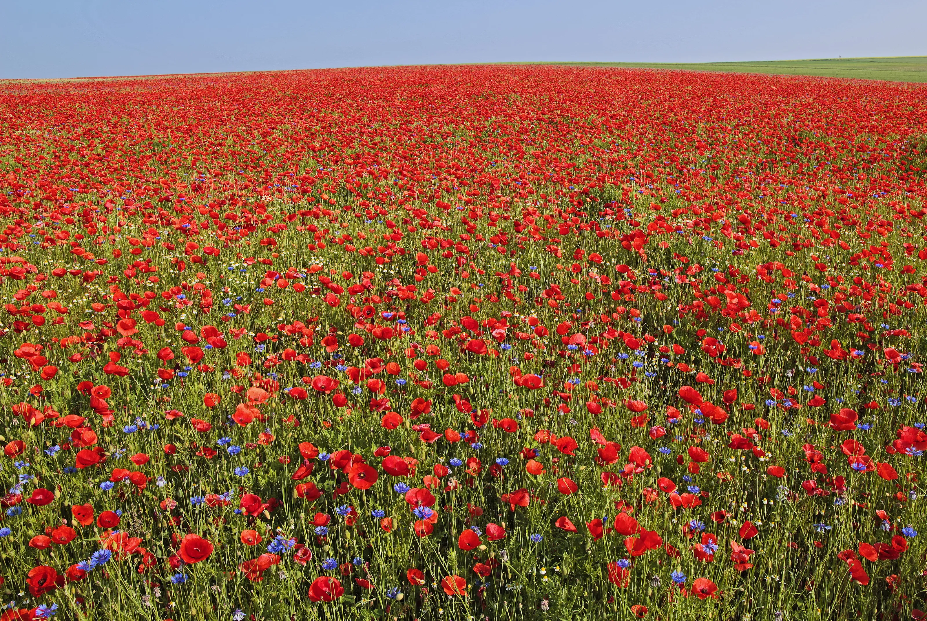 Giant corn poppy field