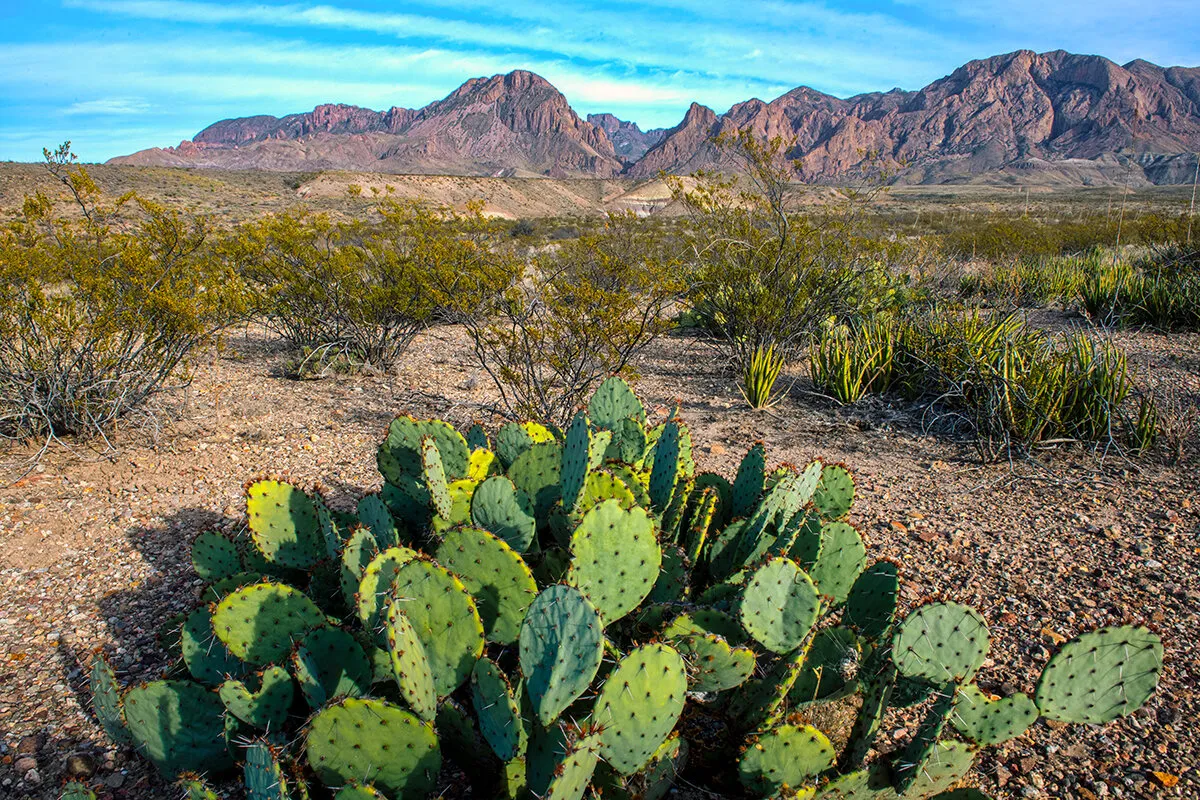 Chisos Cactus