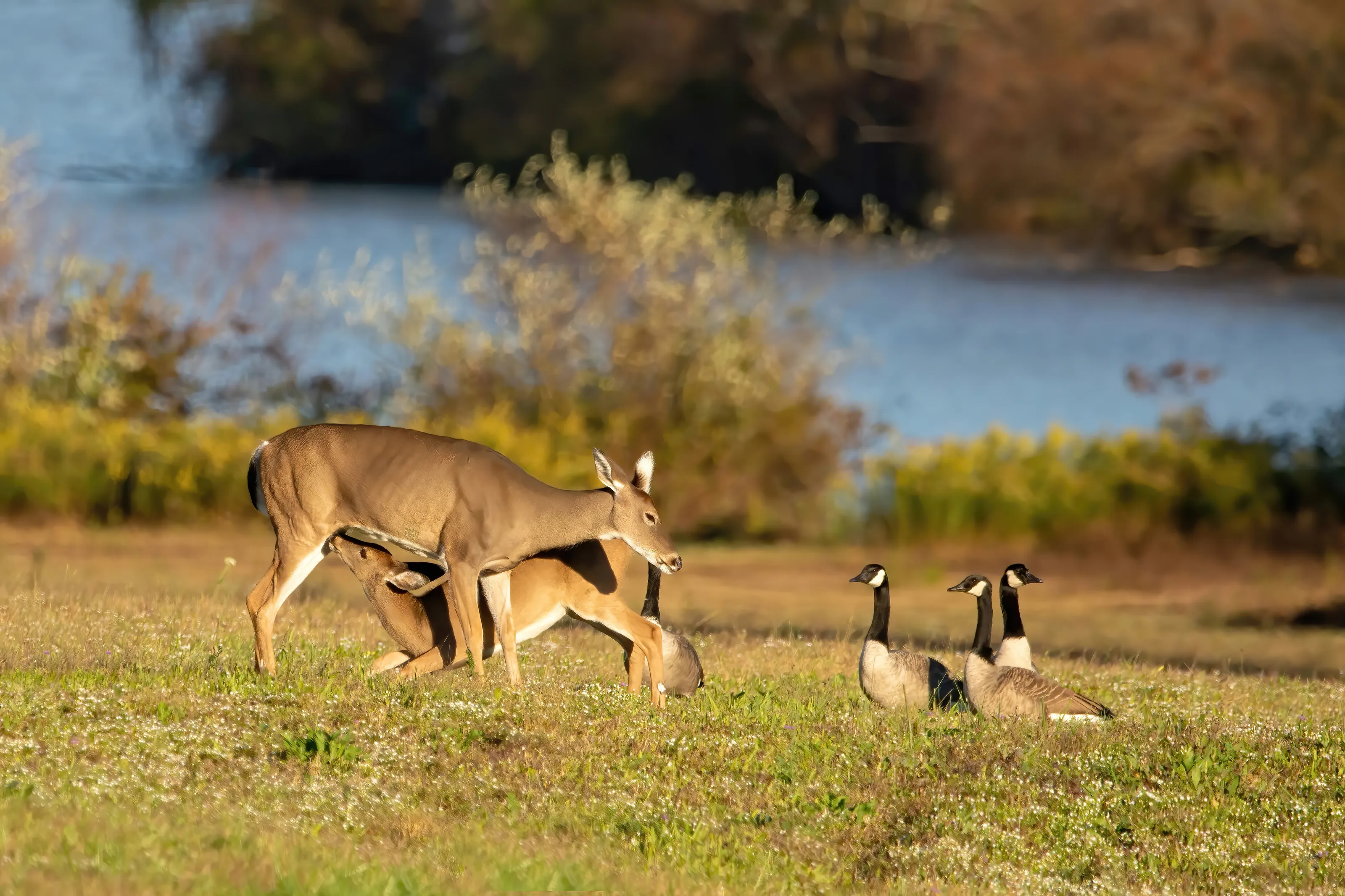 Doe feeding her young