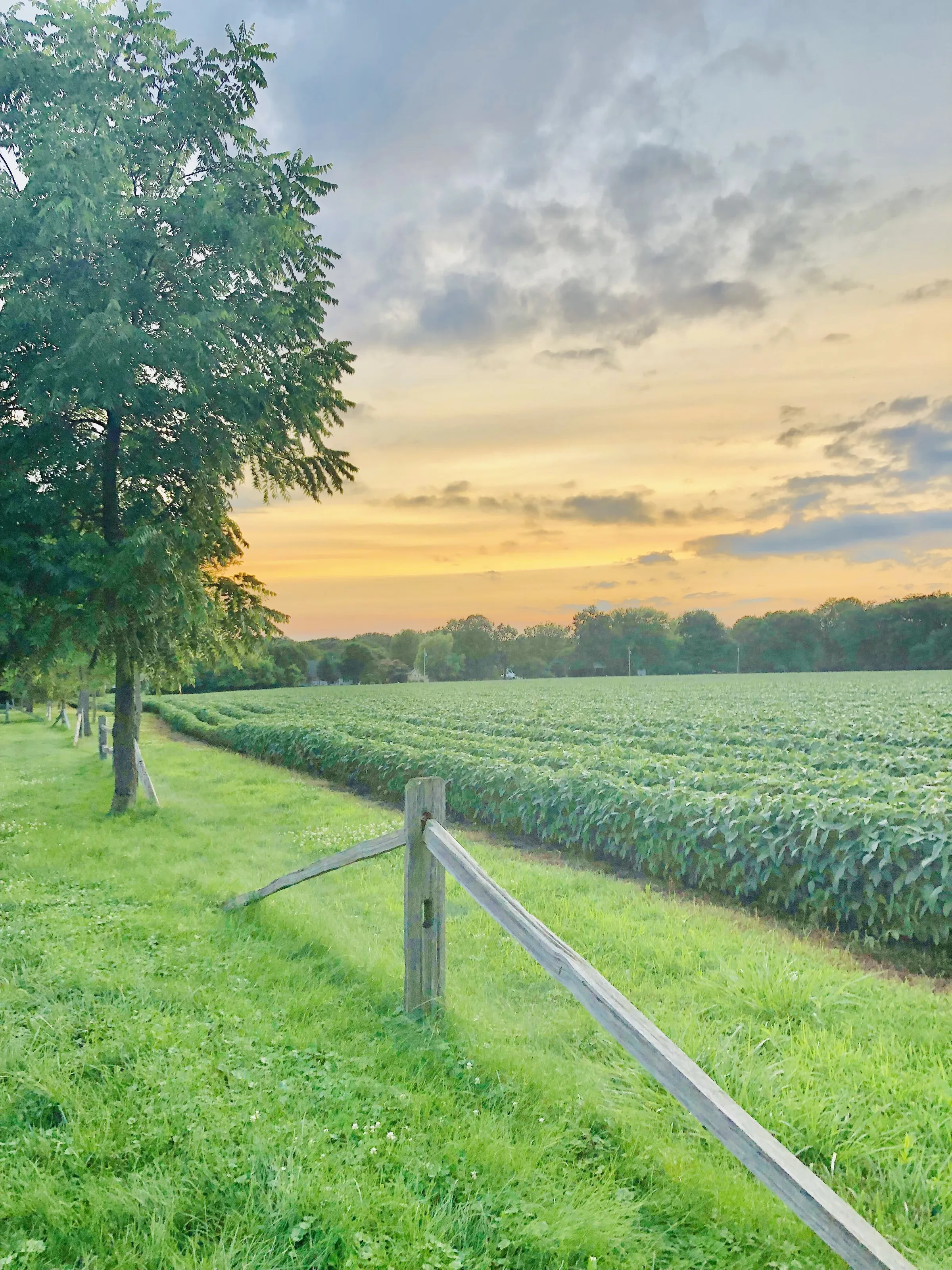 Farm Beauty
