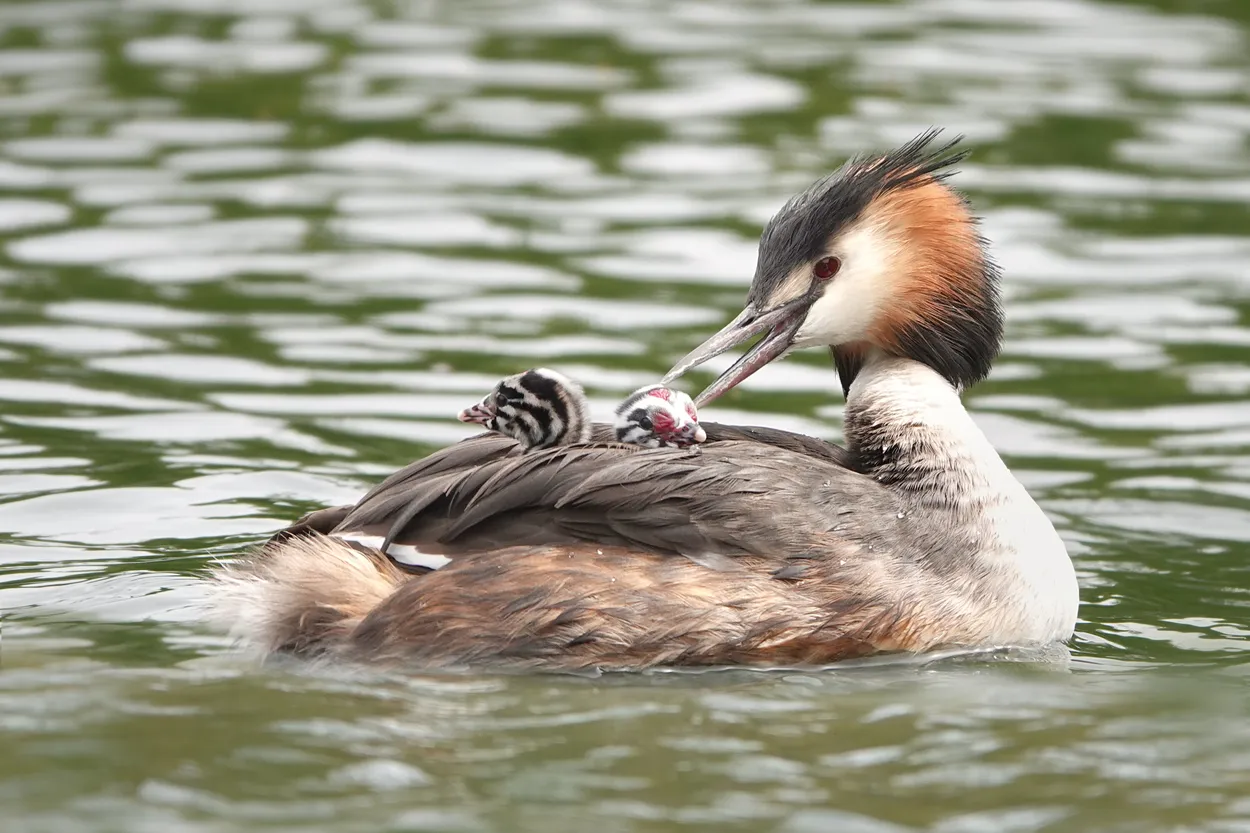 Entry 11580827