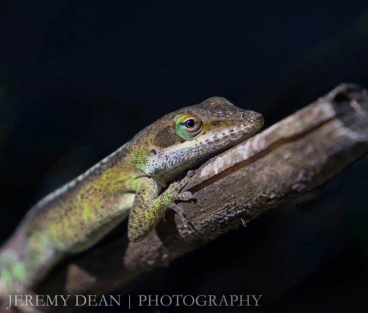Reptilian