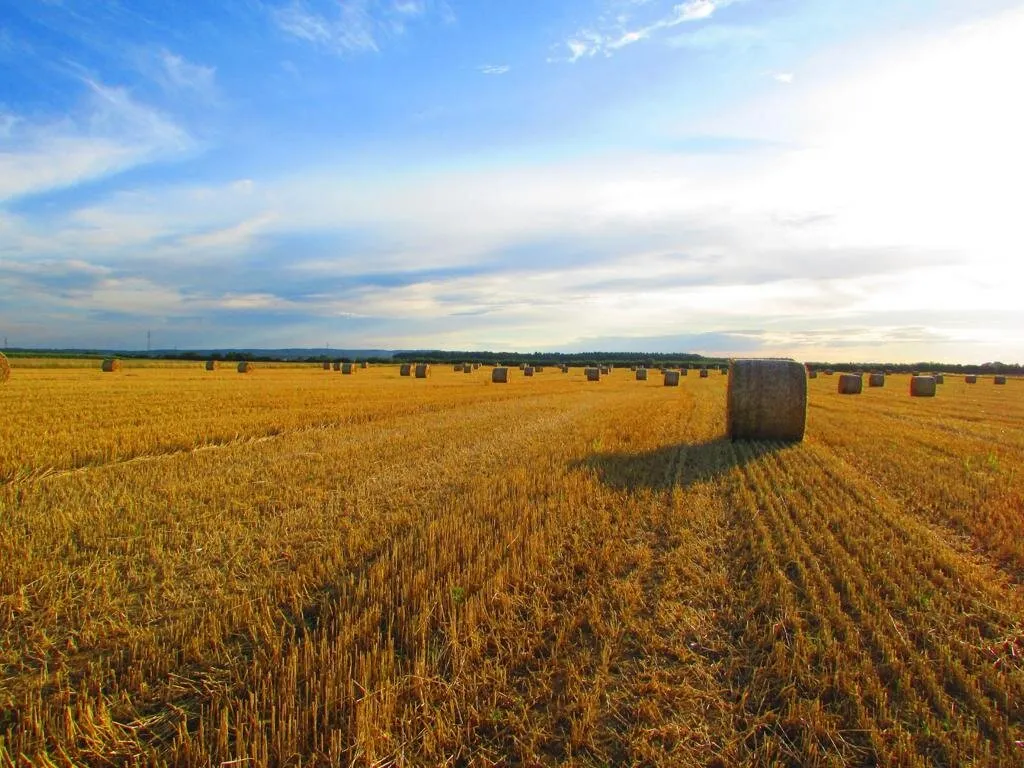 Podravsko polje