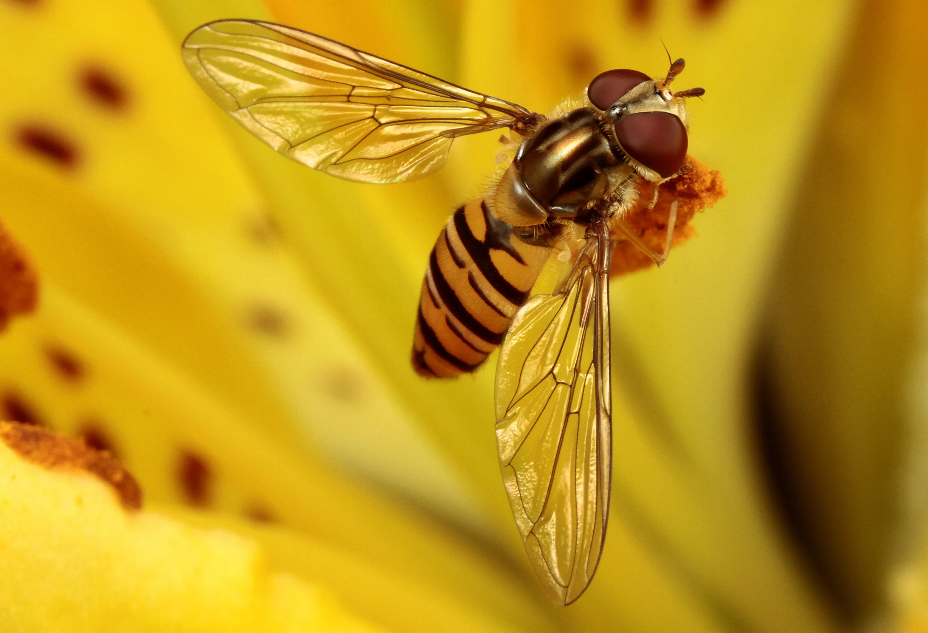 Hoverfly on a Lilly
