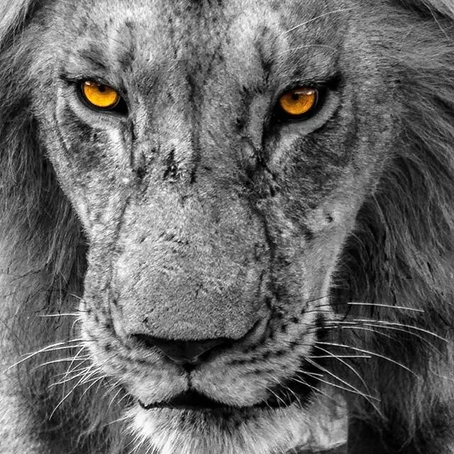 Eye Of The Lion