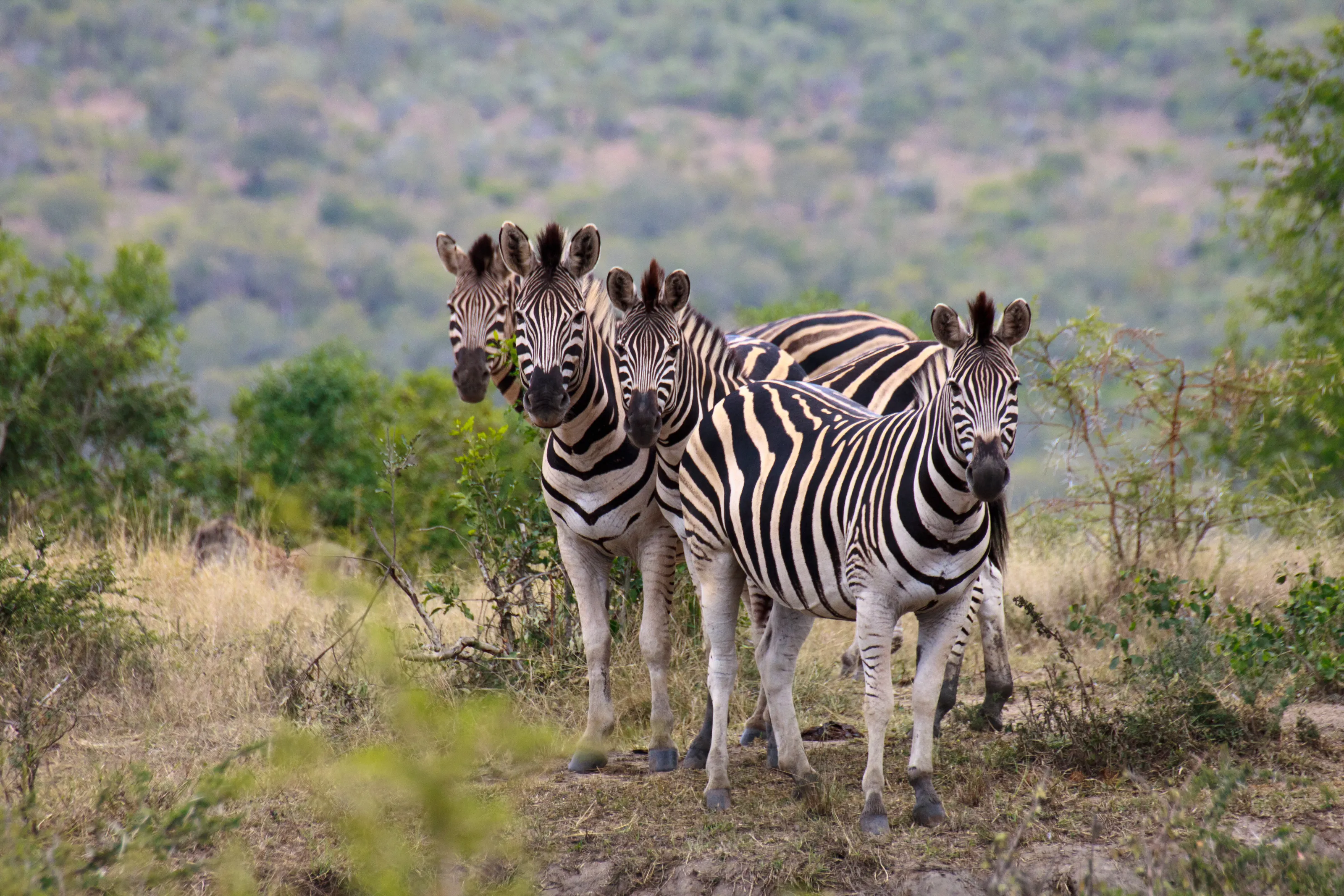 Zebras pricked ears