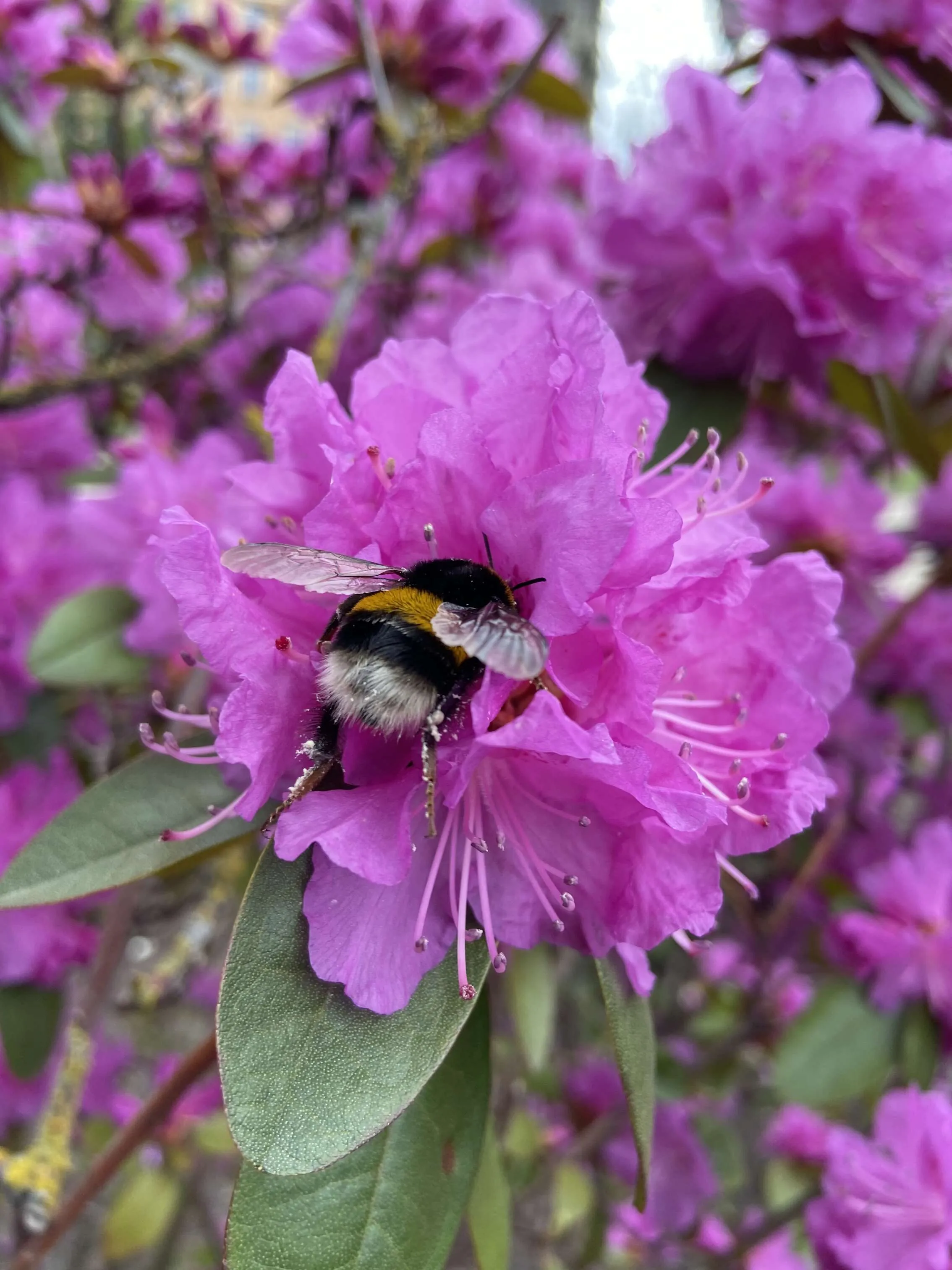 Bumblebee