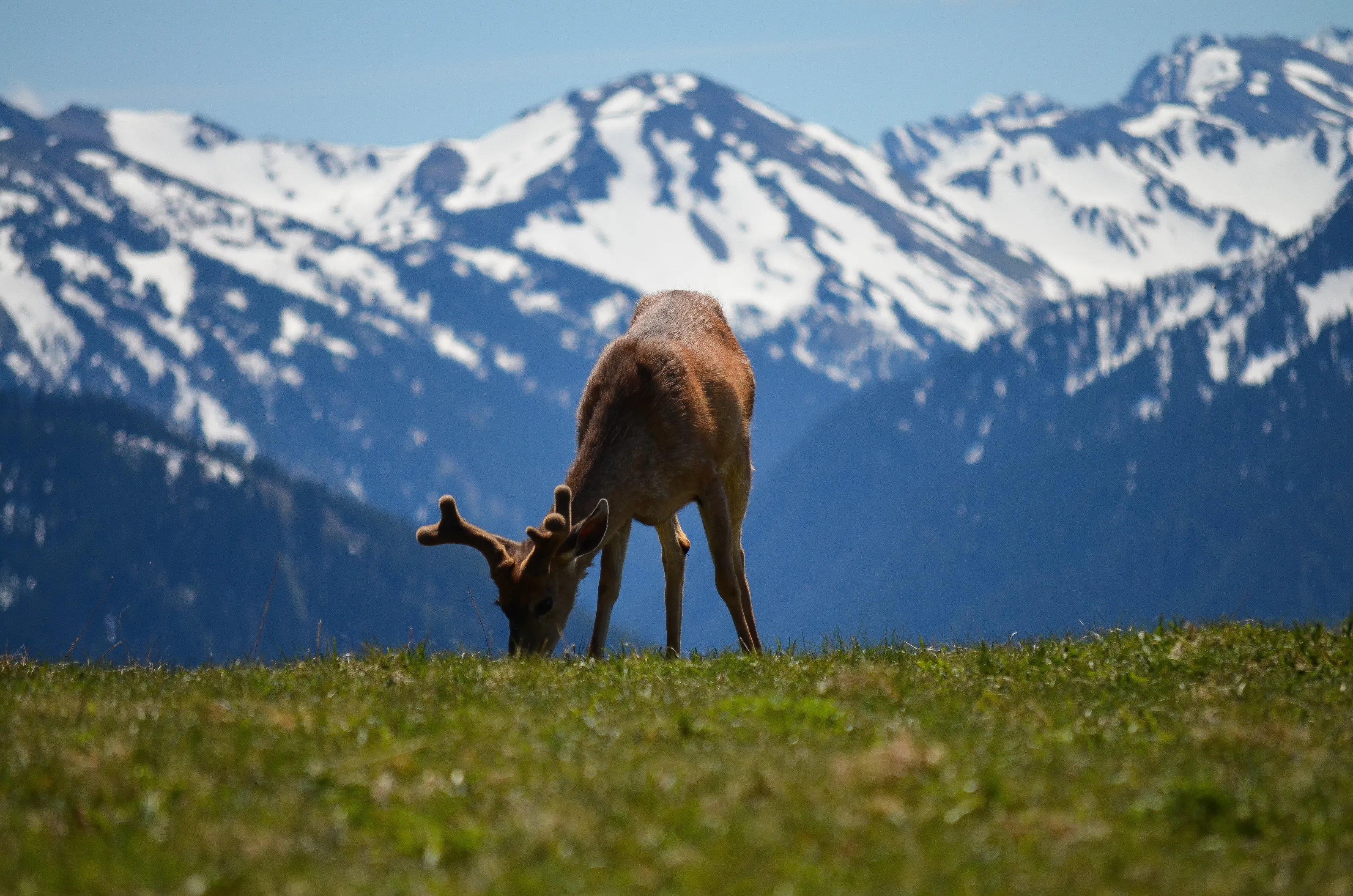 deer