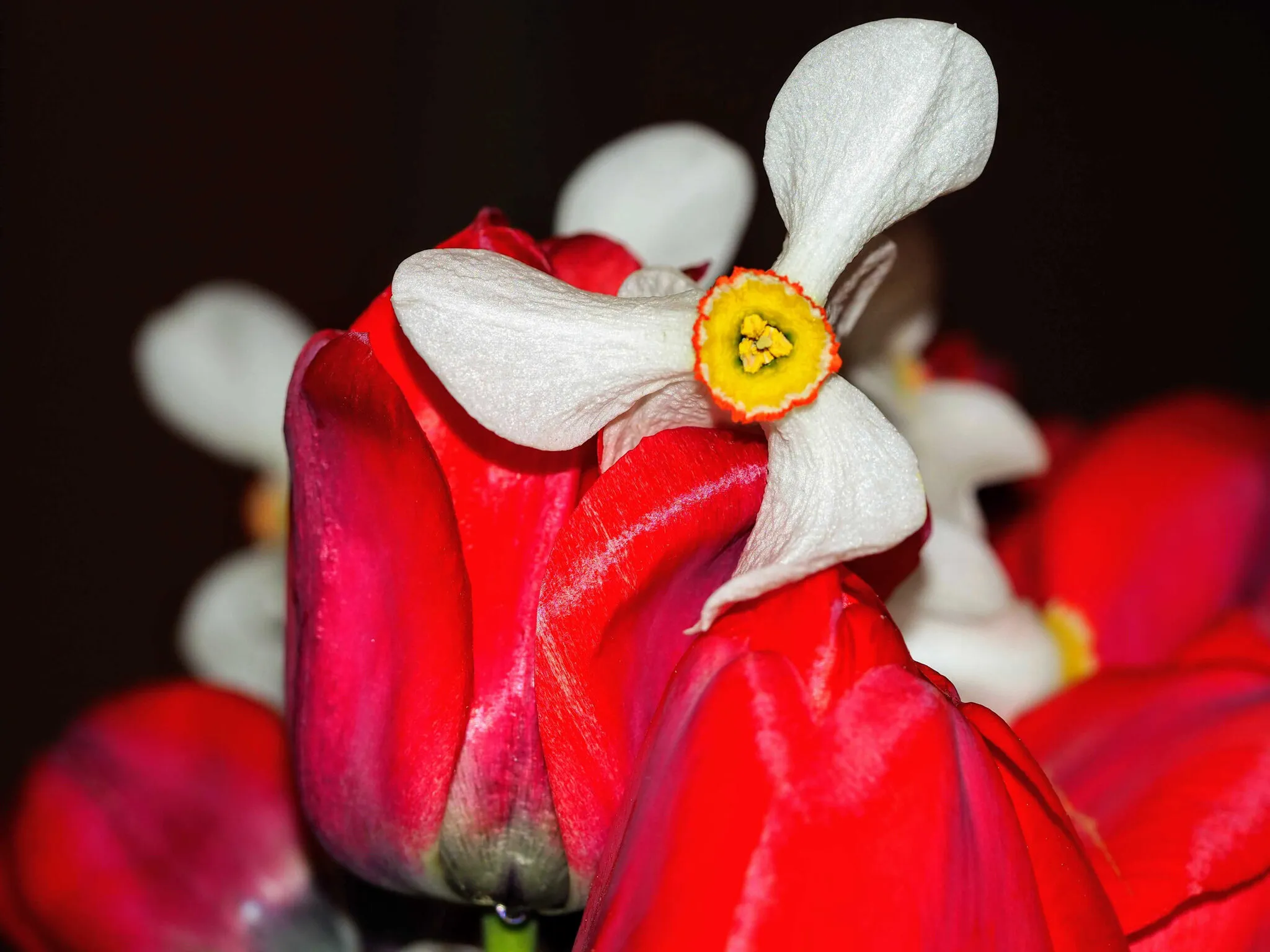 Tulips and daffodils