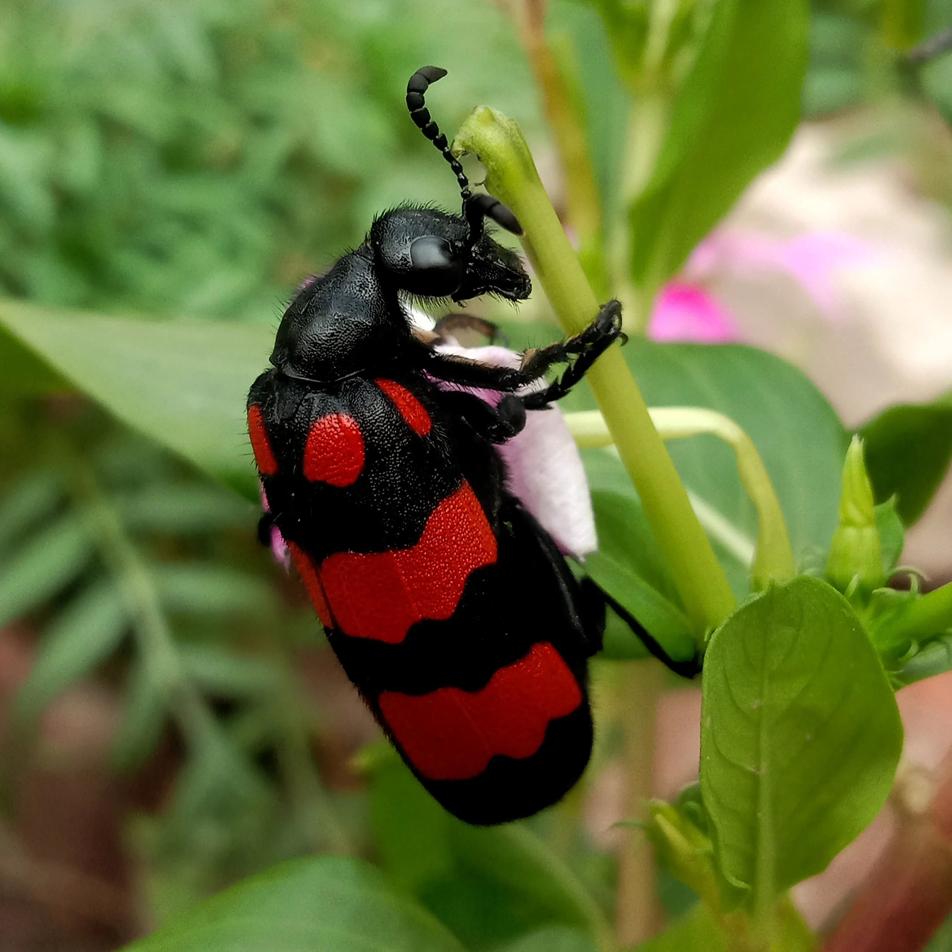 A beautiful bug 🤩