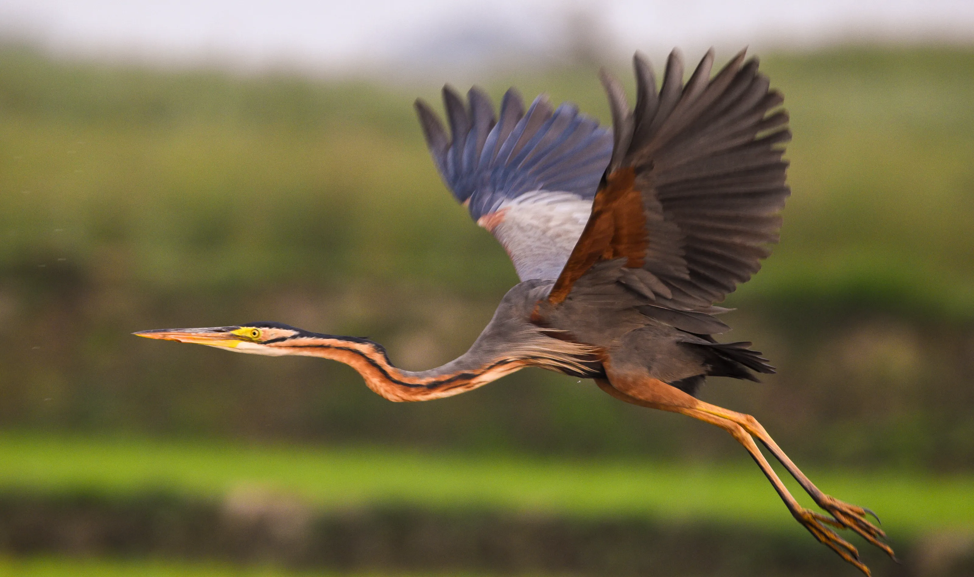 Purple Heron on flight