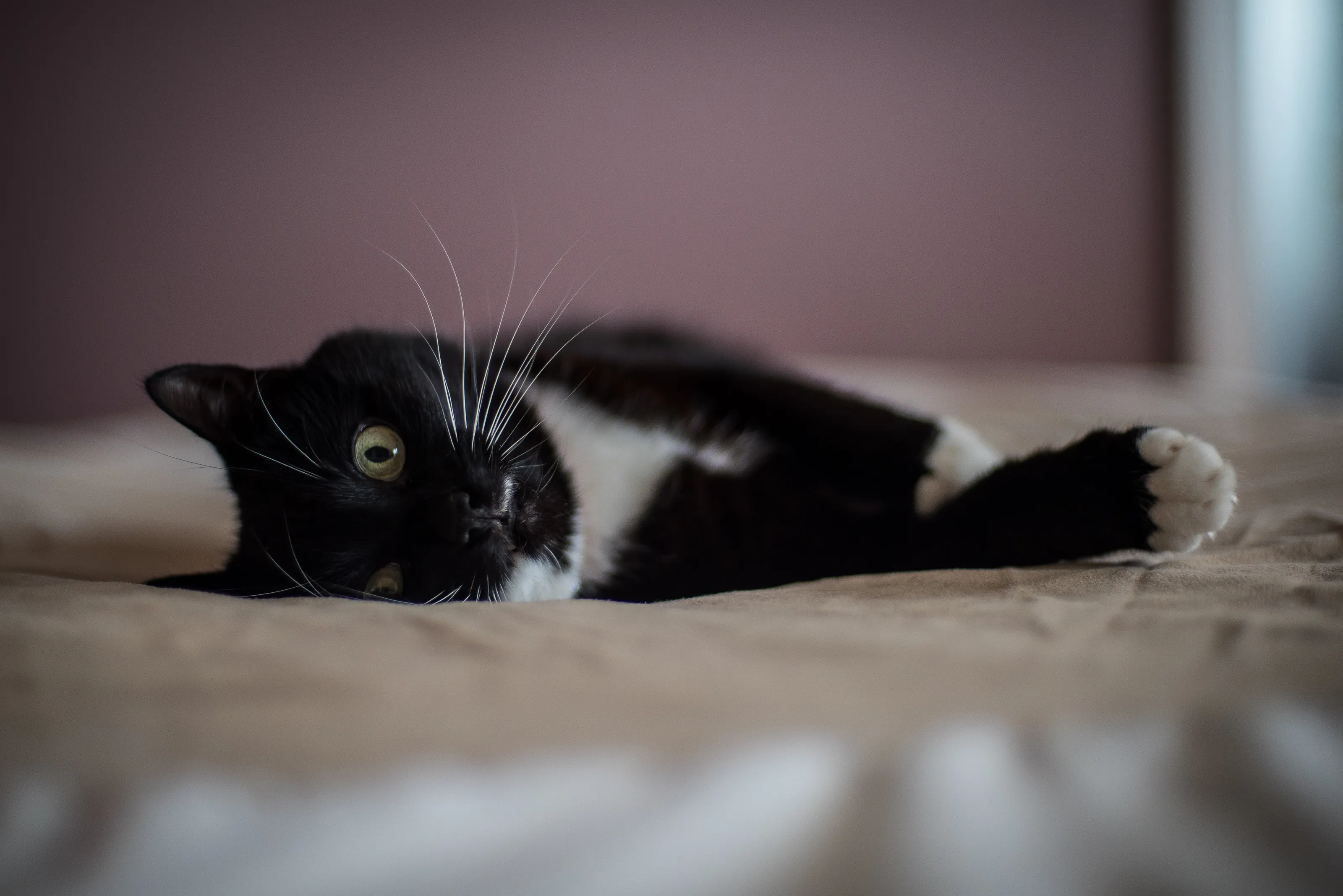 Millie Chillin'
