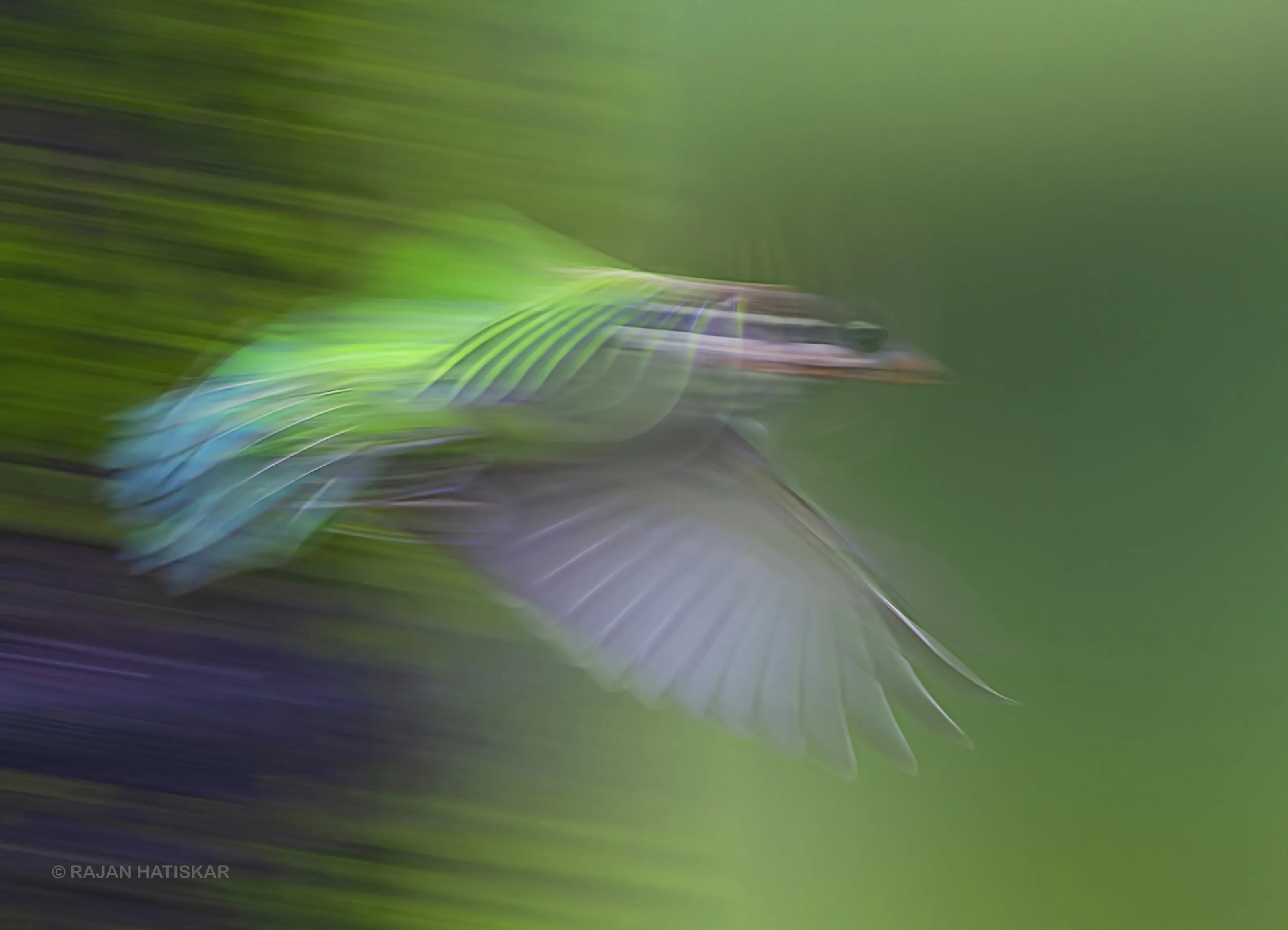 DREAMBIRD