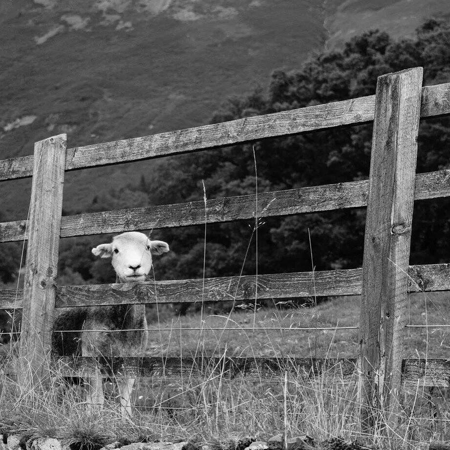 Herdwick
