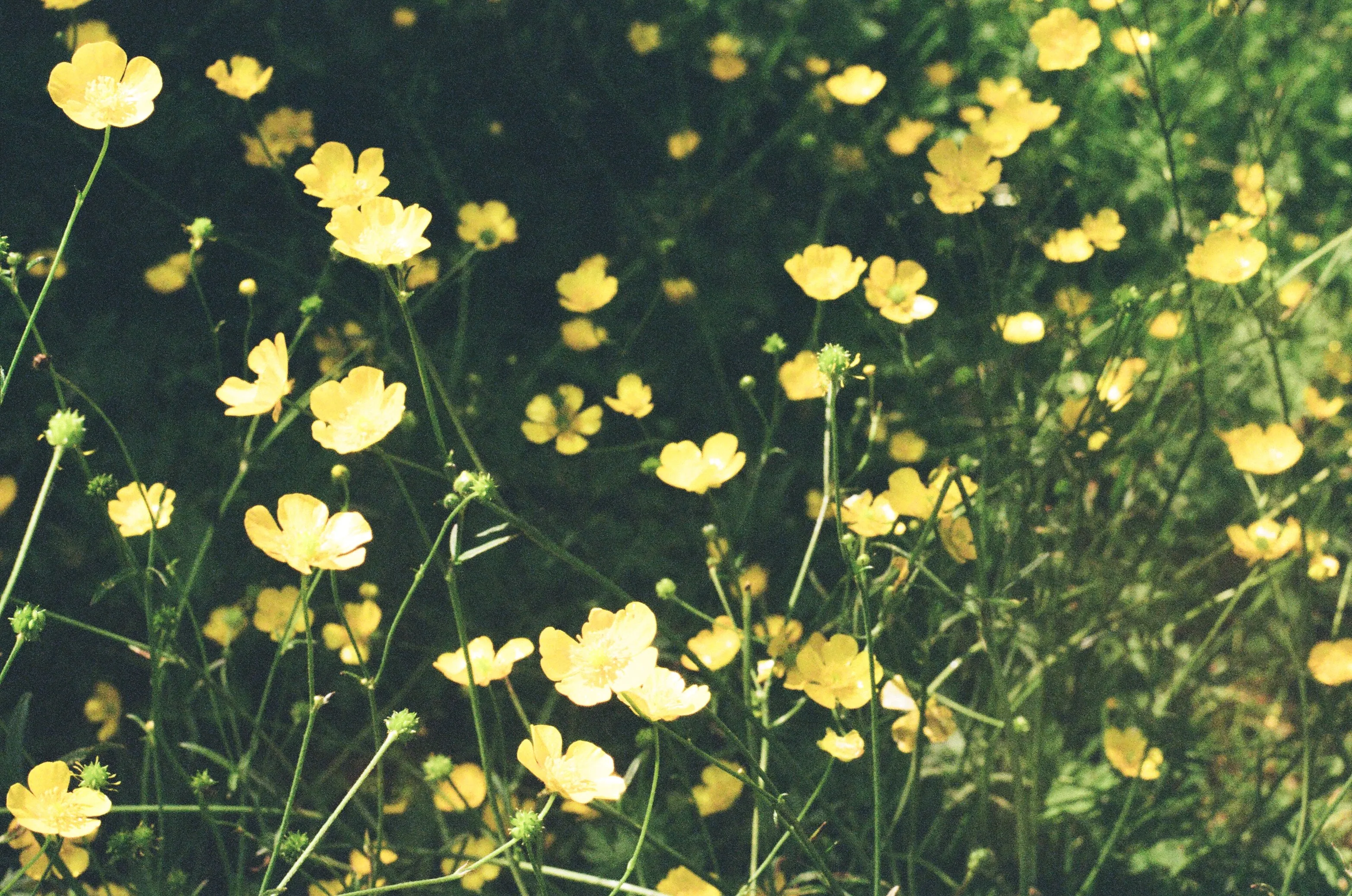 Buttercups in the sunshine