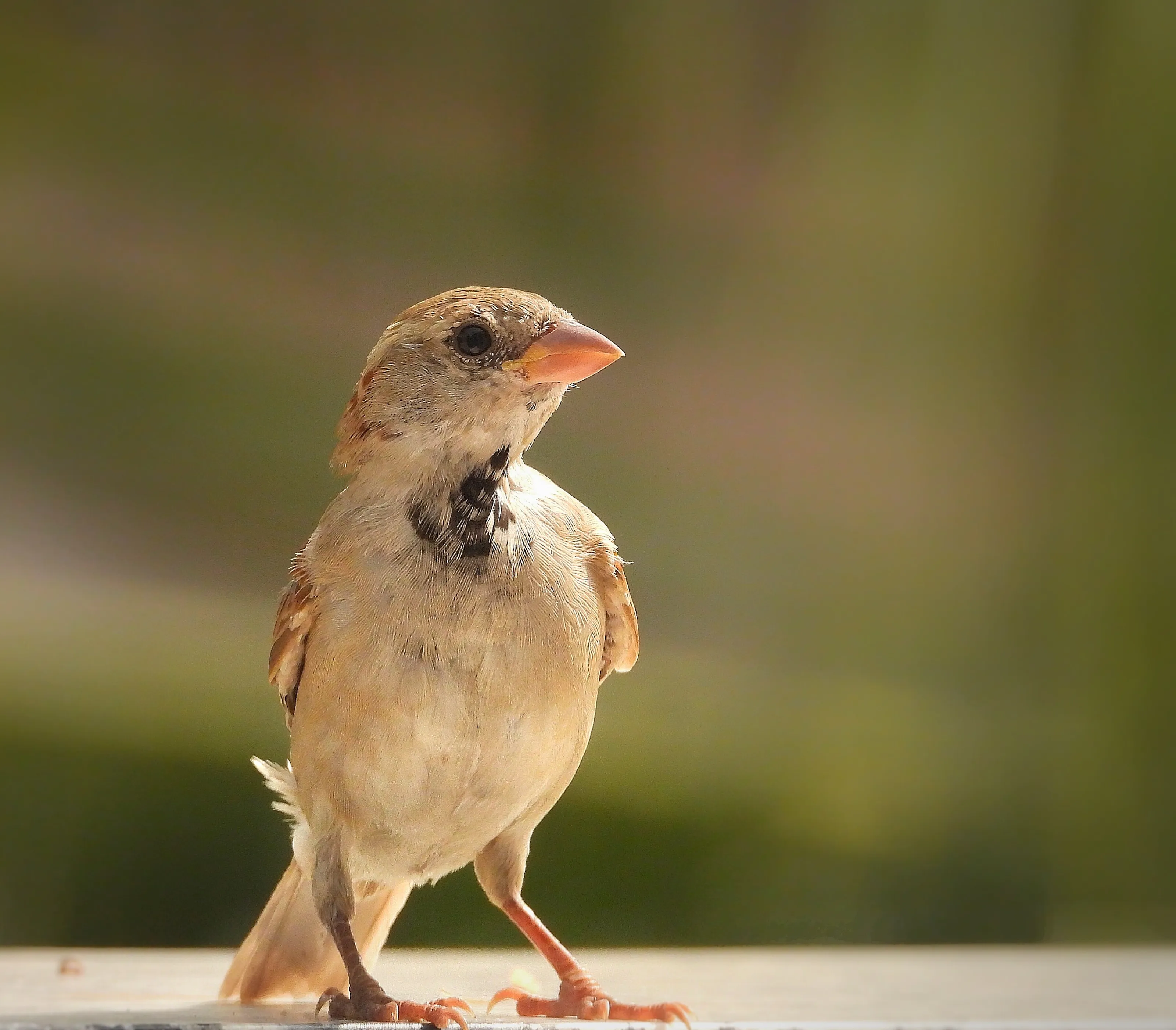 Sparrow