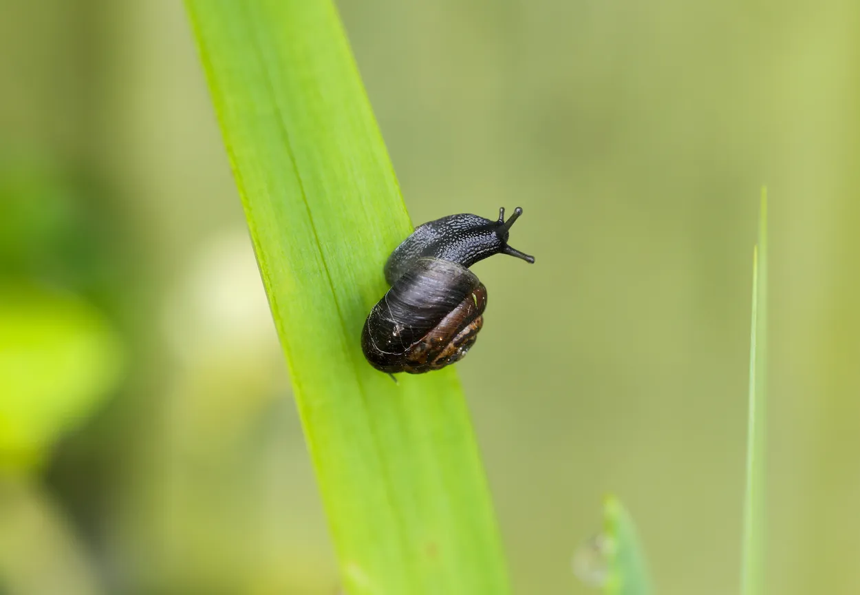 Entry 10127518