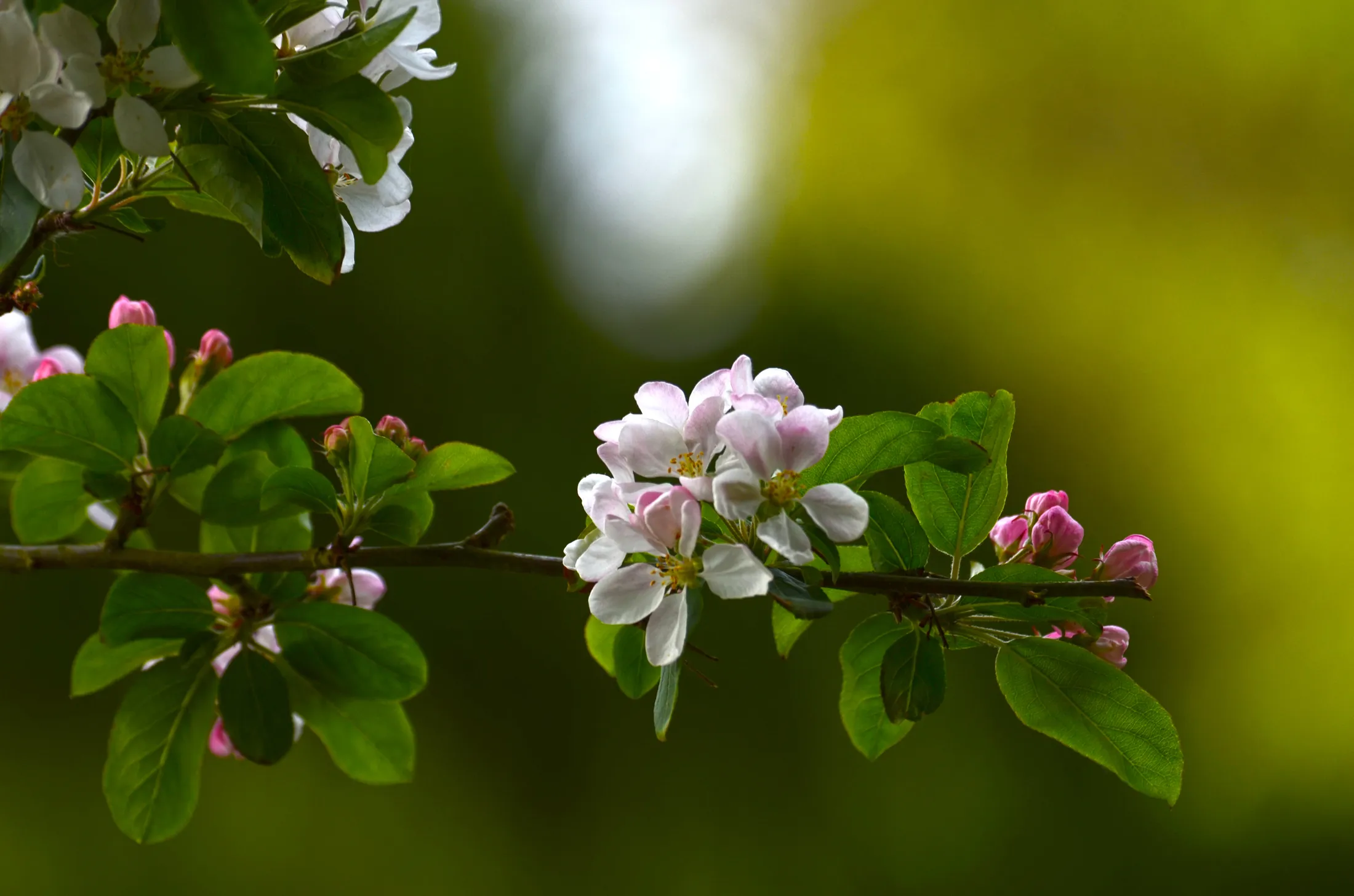 Apple Blossom in Spring
