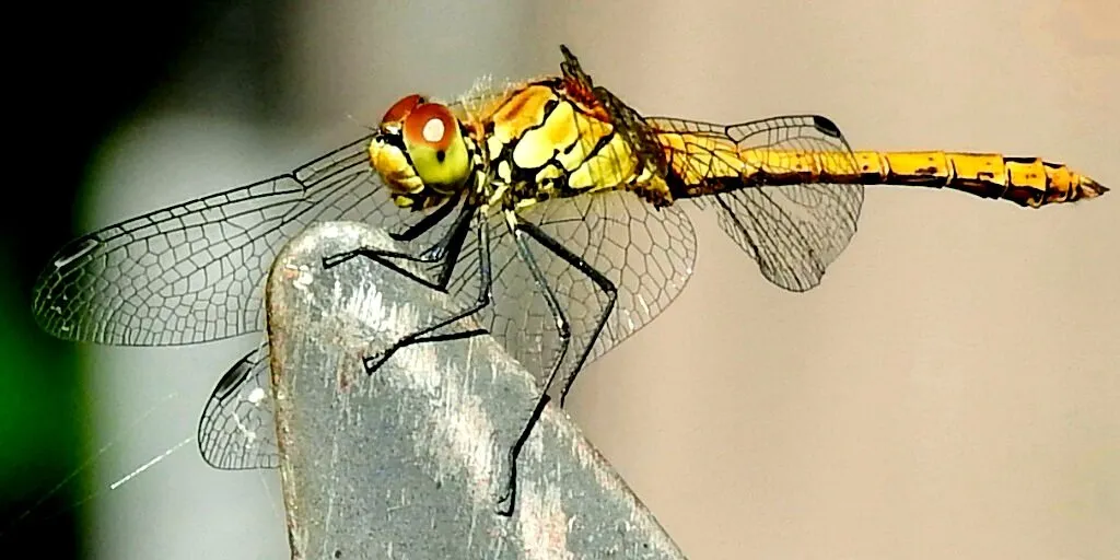 Garden visitor
