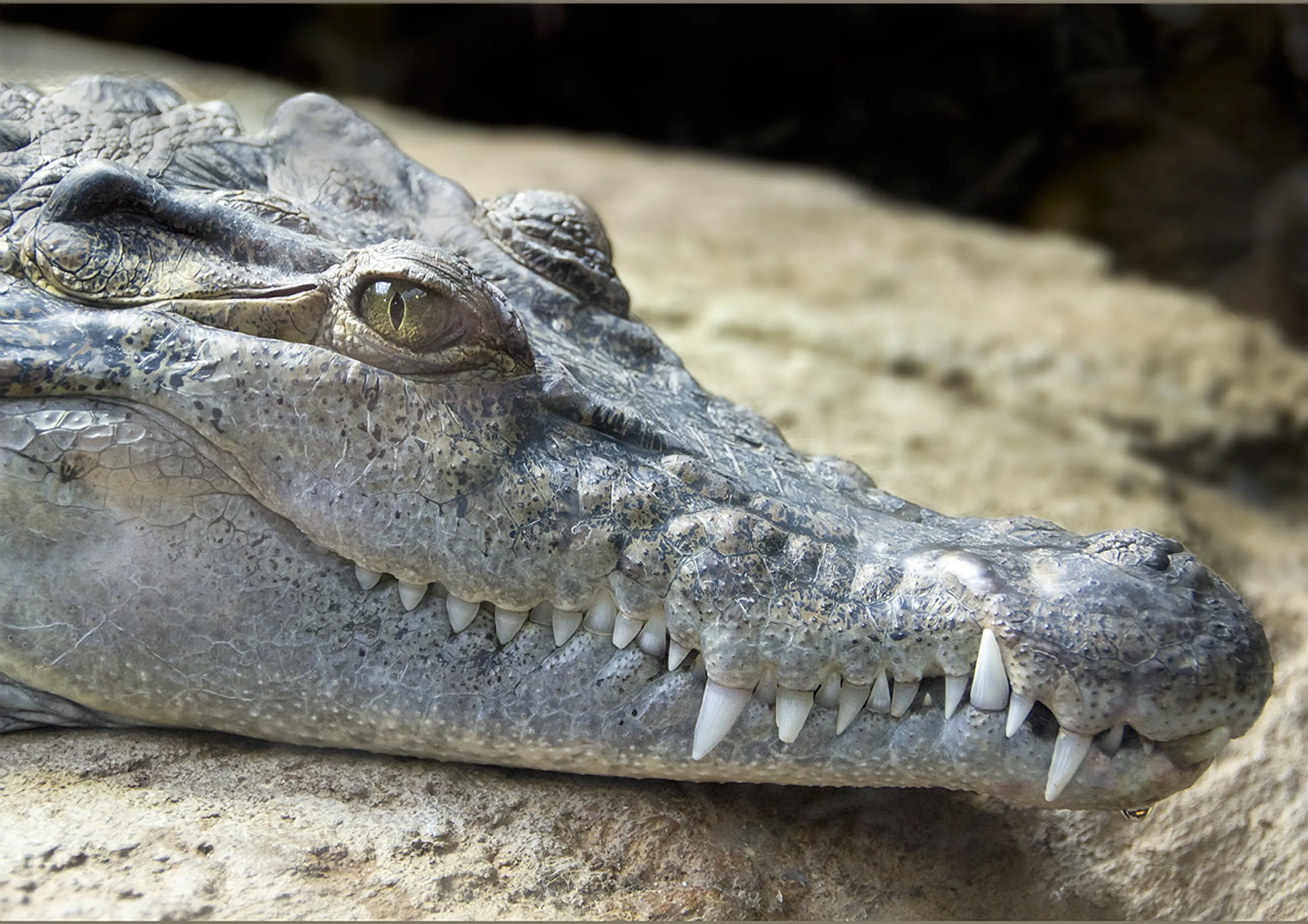 Croc