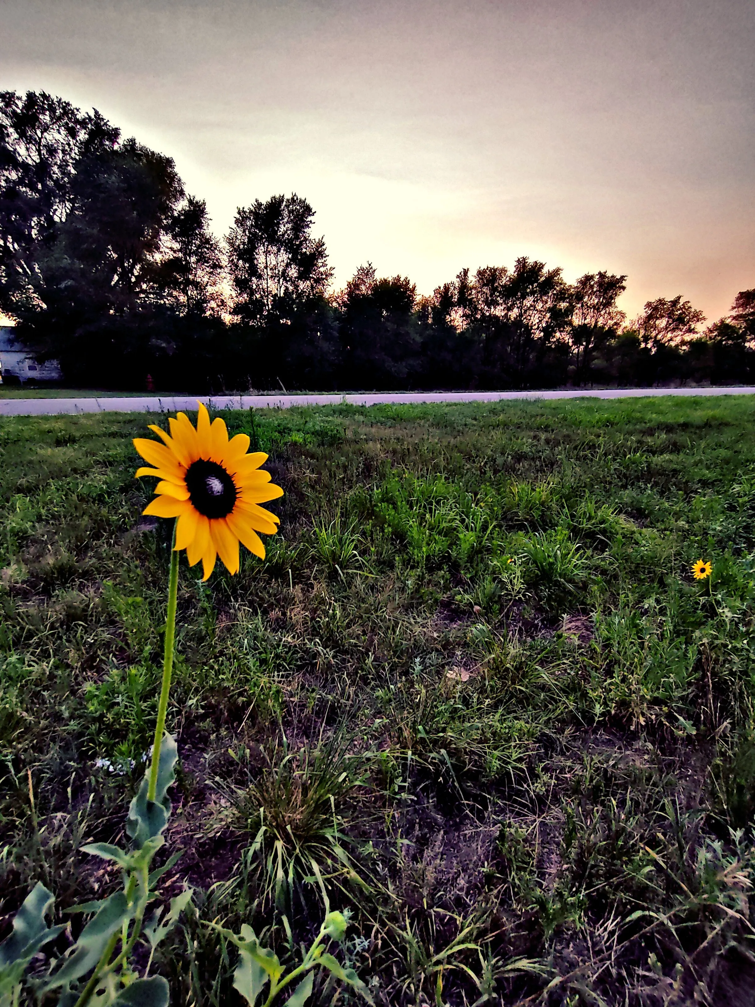 A single sunflower