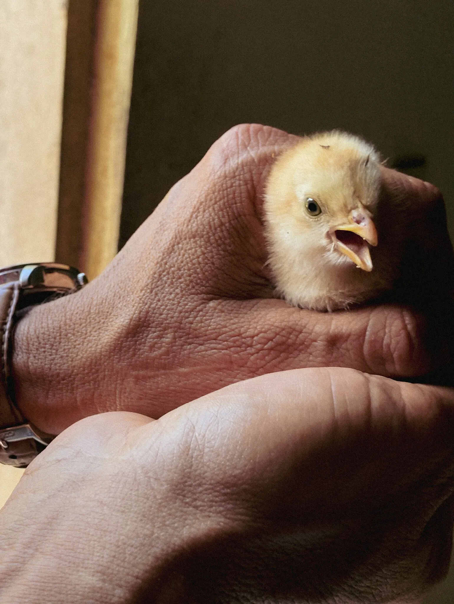 Chick.